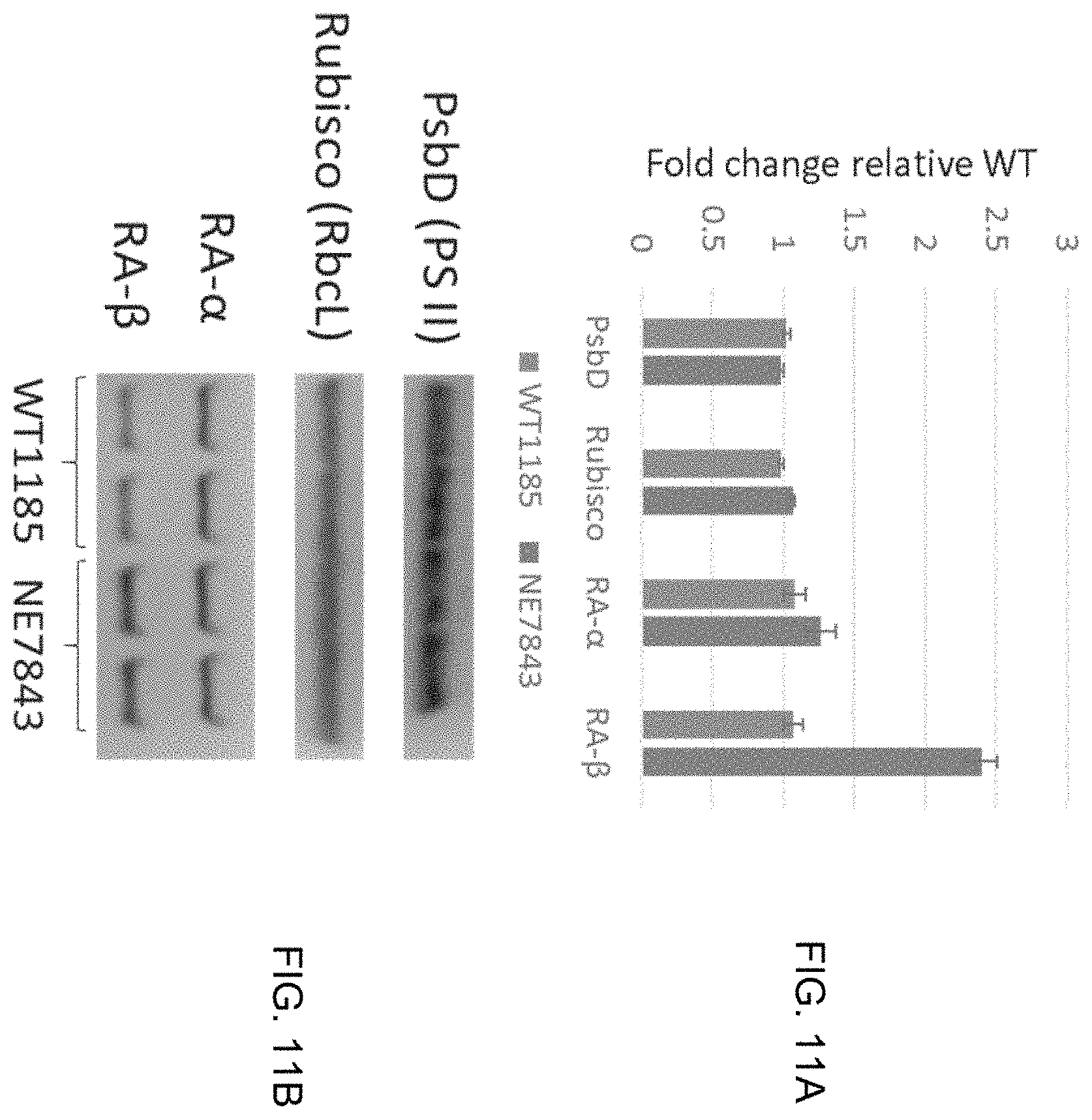 Patent US11787843 Figure 11 – High productivity algal mutants having reduced photosynthetic antenna