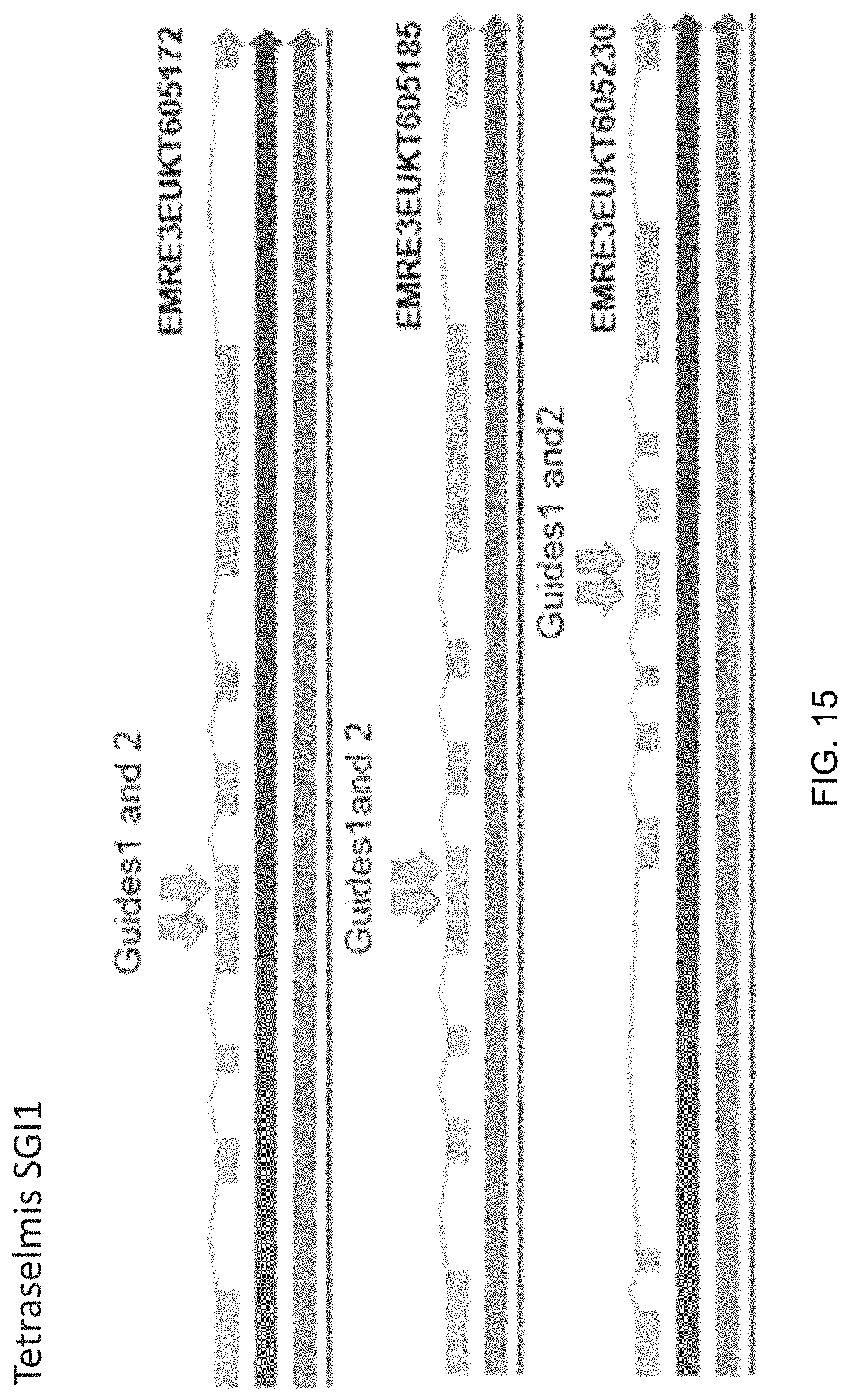 Patent US11787843 Figure 16 – High productivity algal mutants having reduced photosynthetic antenna