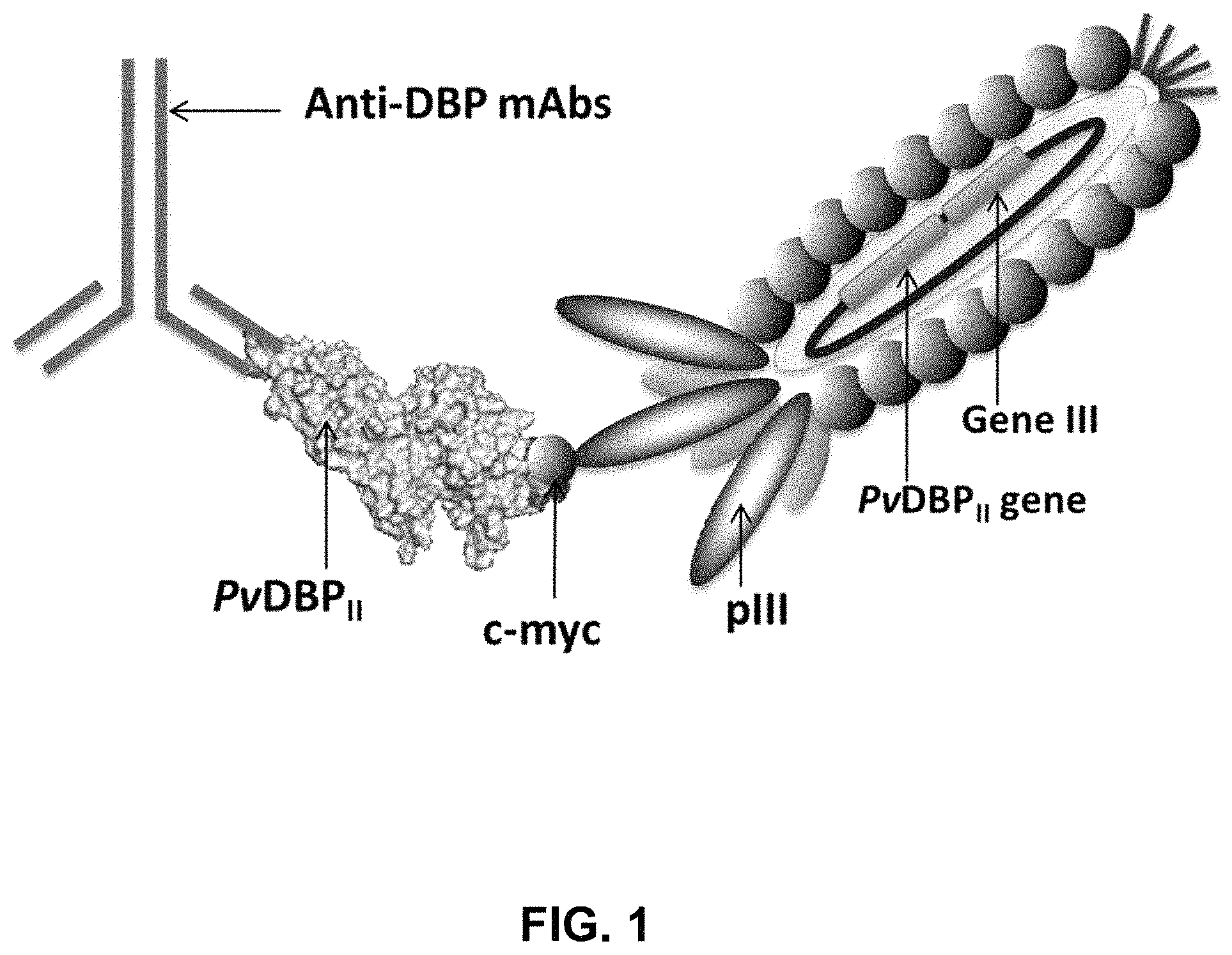 Patent US11787845 Figure 1 – Synthetic plasmodium antigens, compositions, and uses thereof