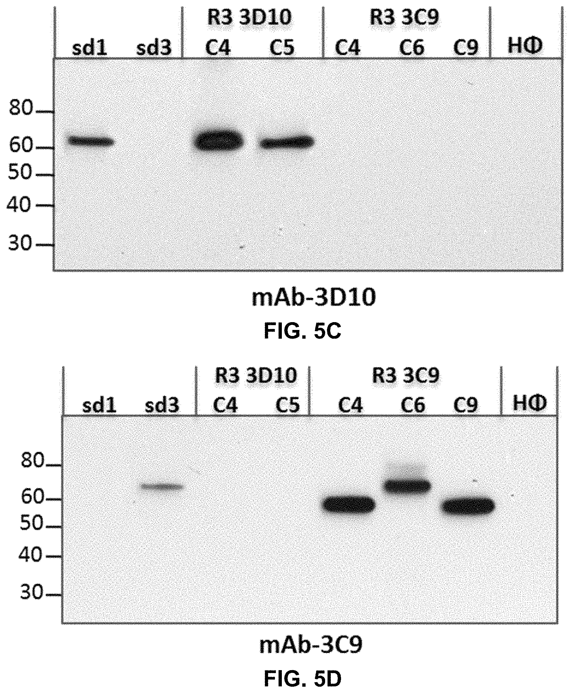 Patent US11787845 Figure 7 – Synthetic plasmodium antigens, compositions, and uses thereof
