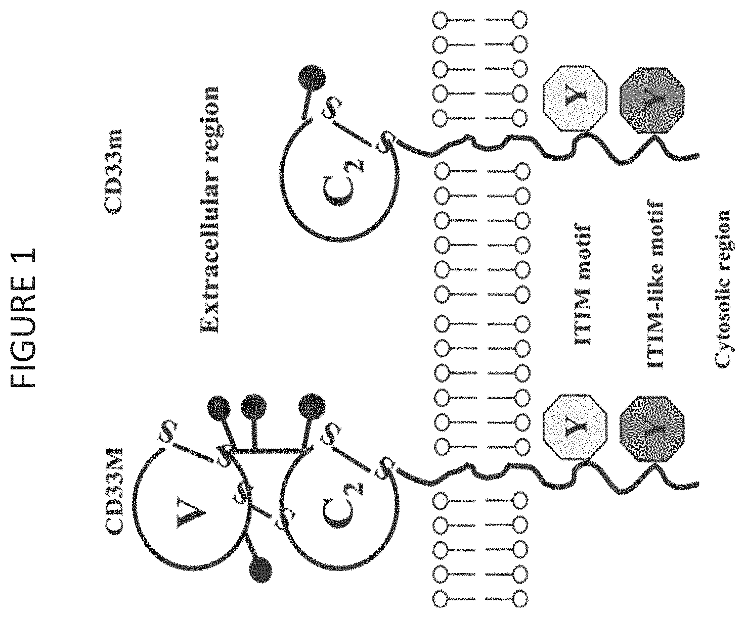 Patent US11787848 Figure 1 – CD33 specific chimeric antigen receptors