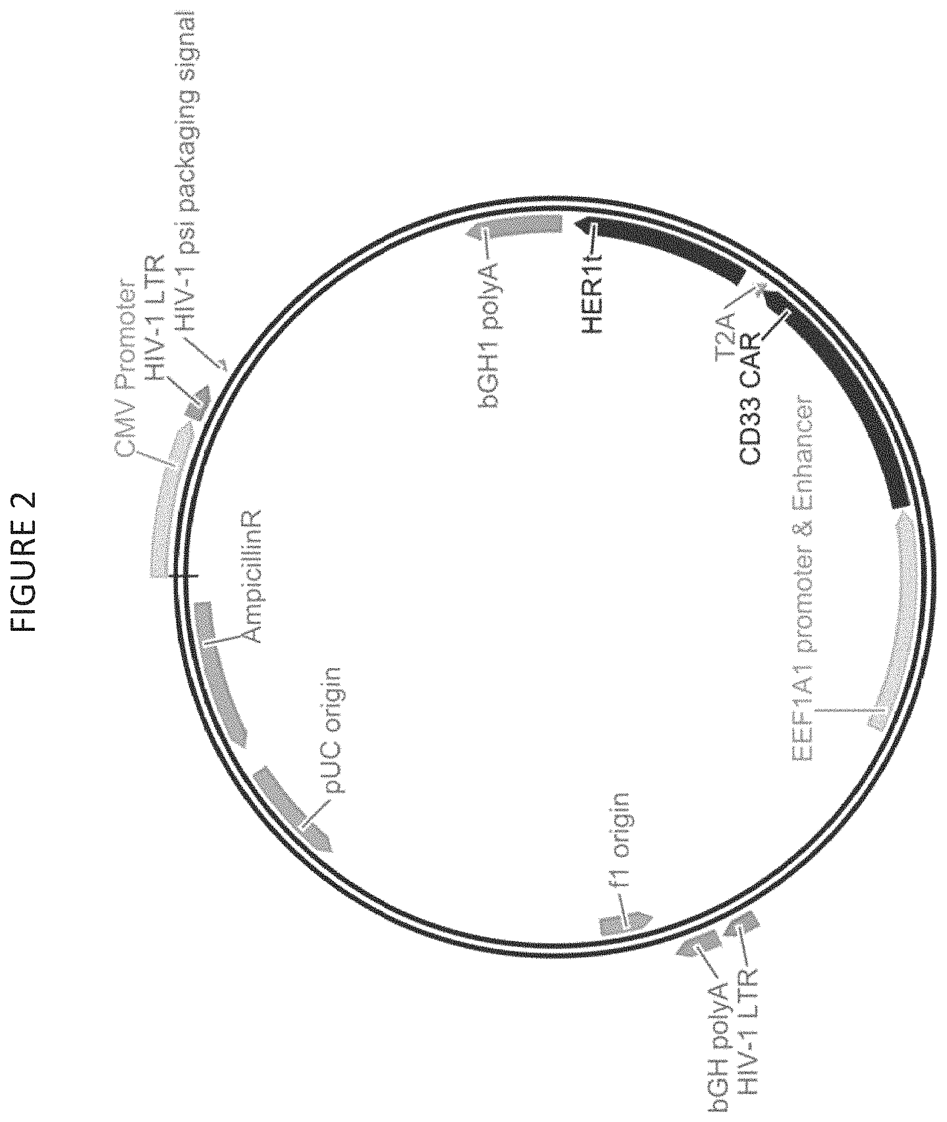 Patent US11787848 Figure 2 – CD33 specific chimeric antigen receptors