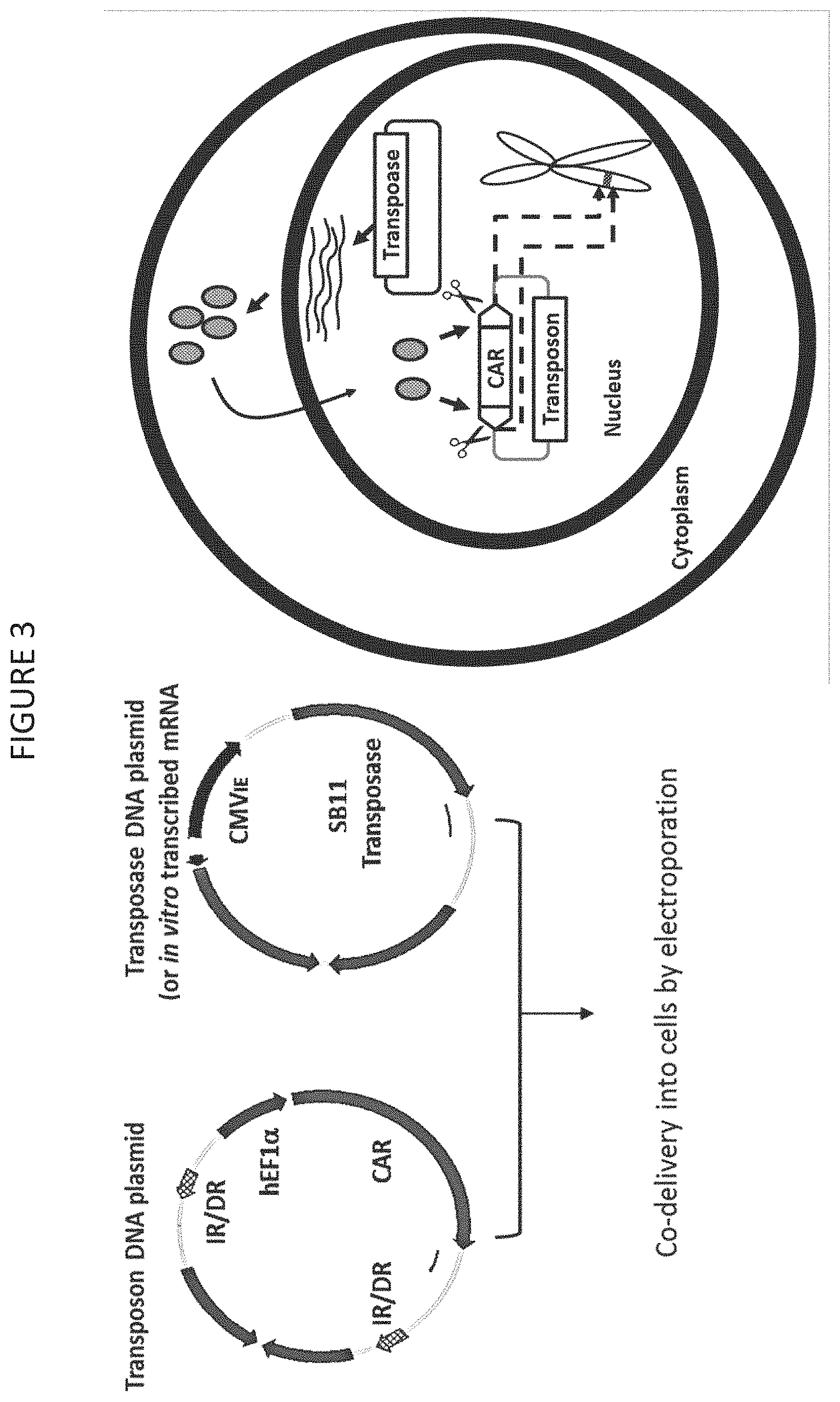 Patent US11787848 Figure 3 – CD33 specific chimeric antigen receptors