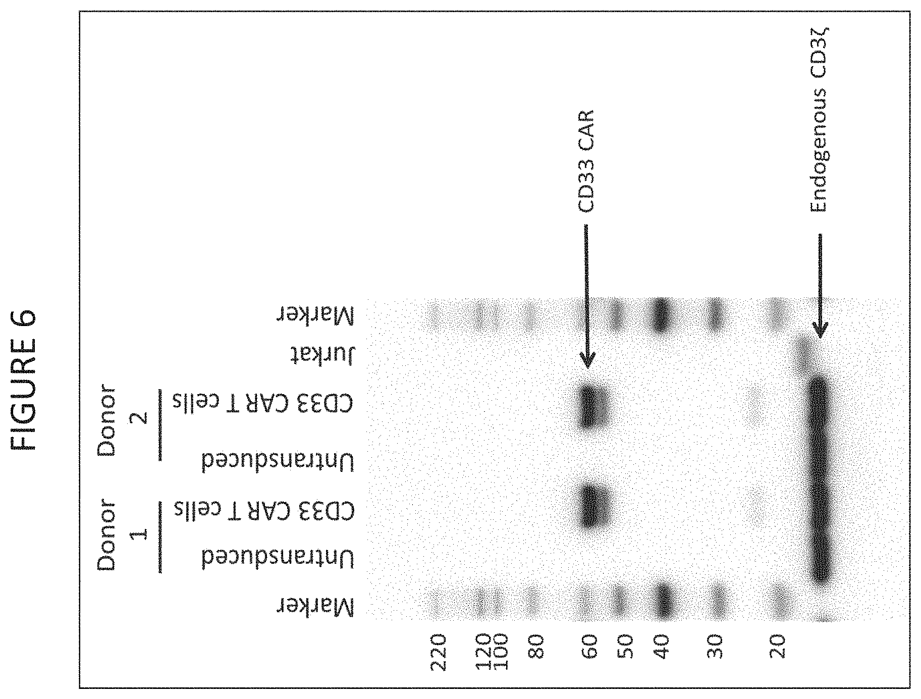 Patent US11787848 Figure 6 – CD33 specific chimeric antigen receptors