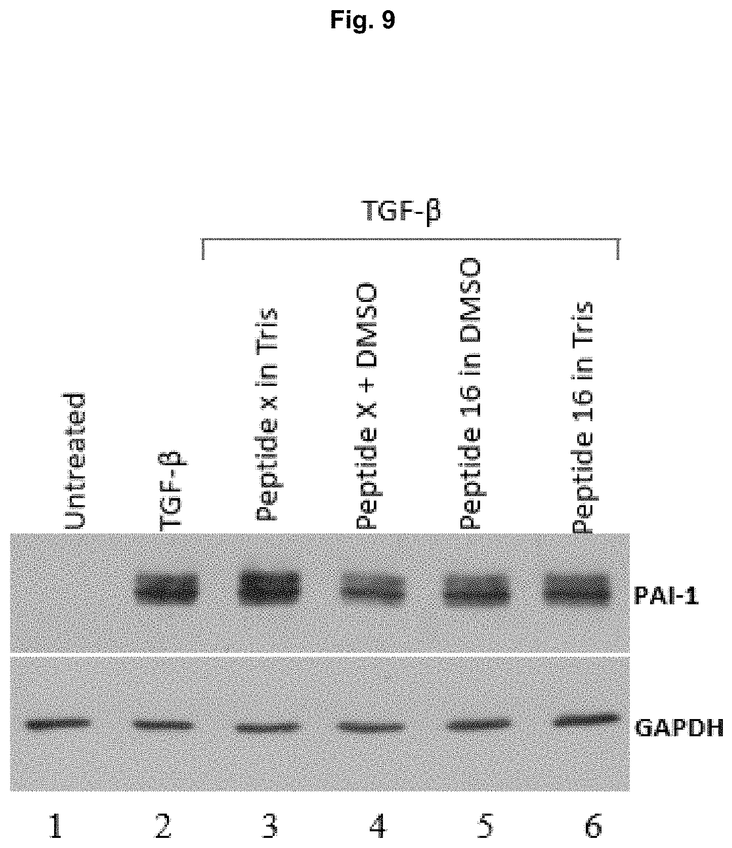 Patent US11787850 Figure 10 – Peptidic TGF-beta antagonists