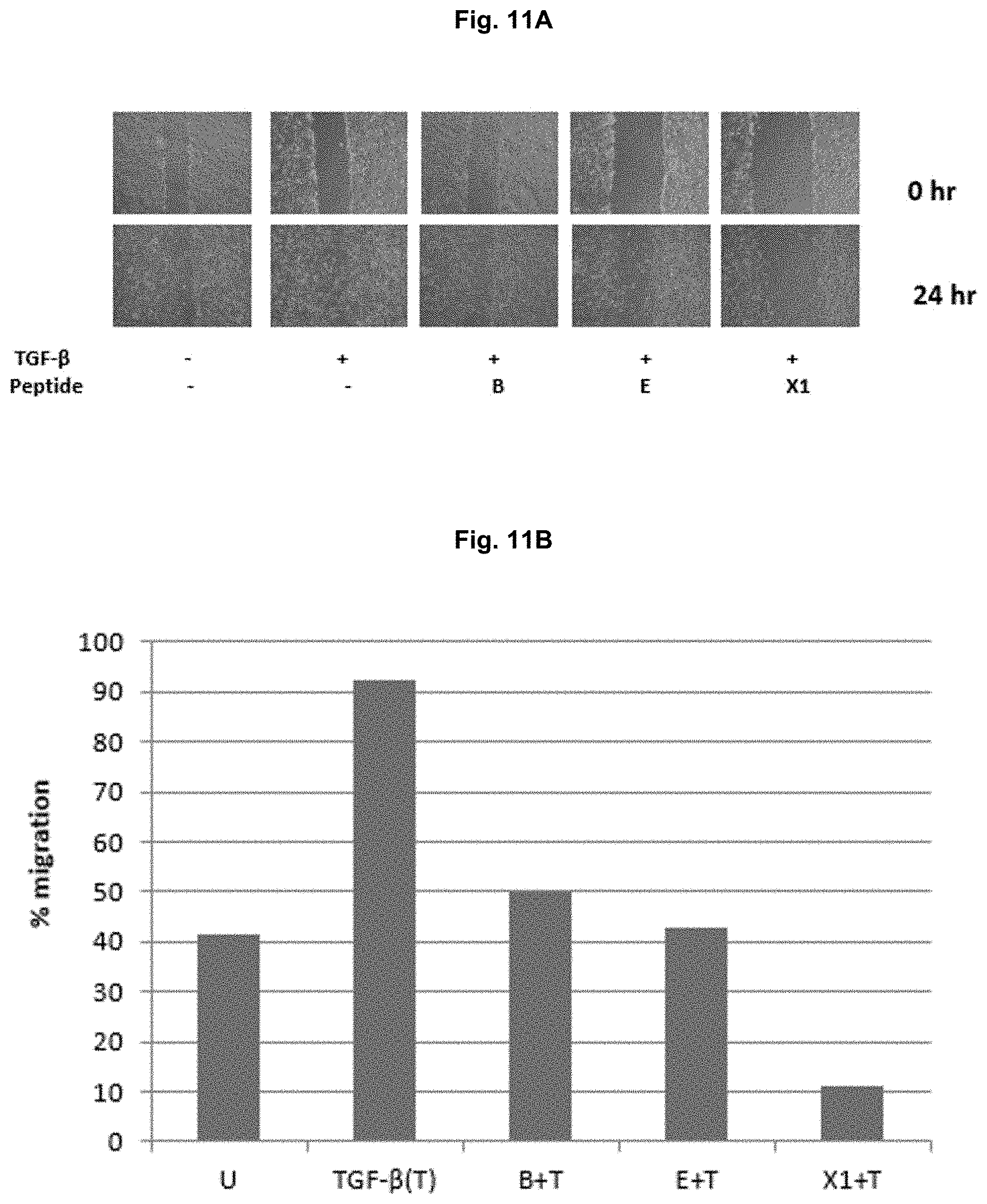 Patent US11787850 Figure 12 – Peptidic TGF-beta antagonists