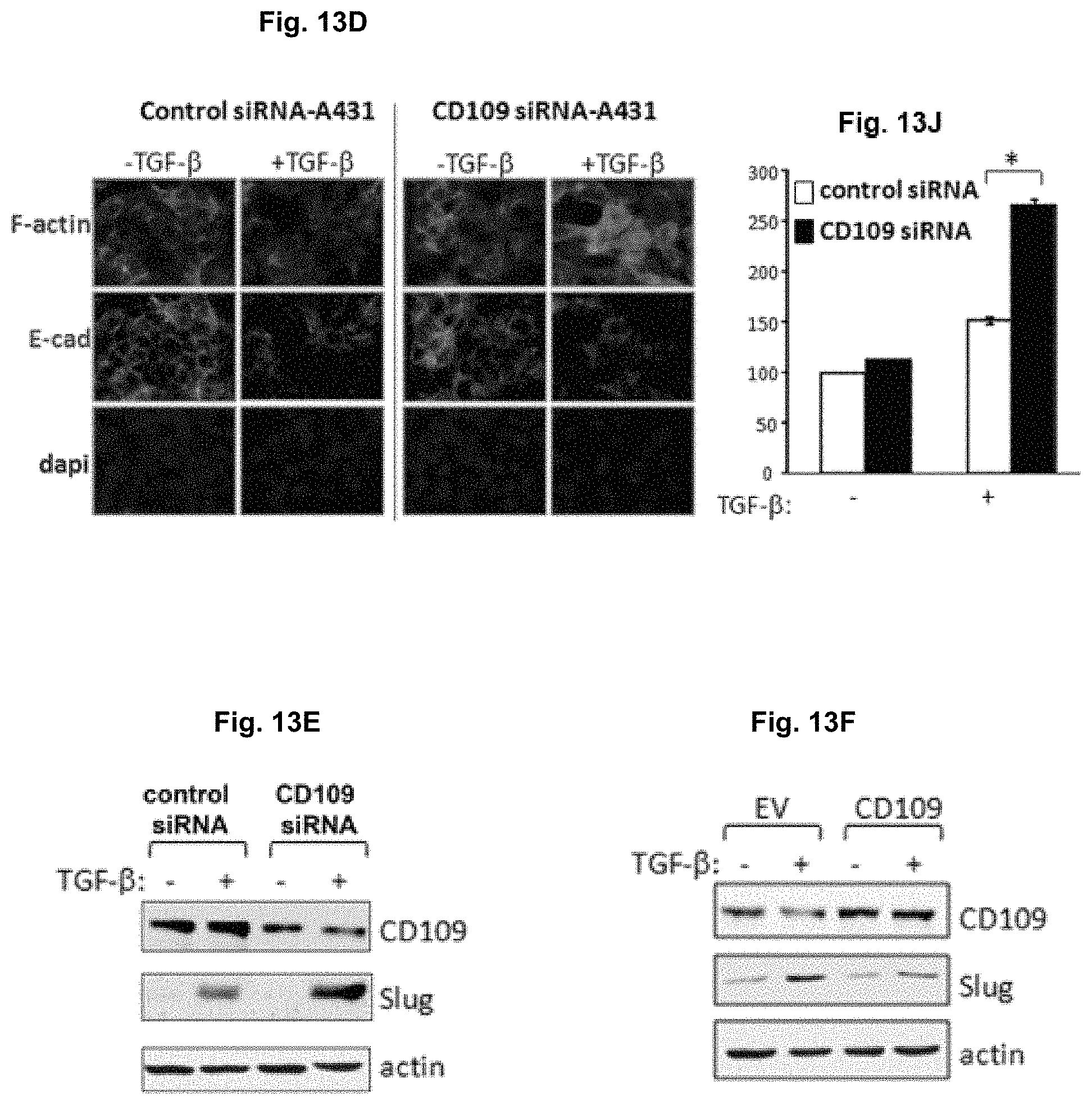Patent US11787850 Figure 15 – Peptidic TGF-beta antagonists