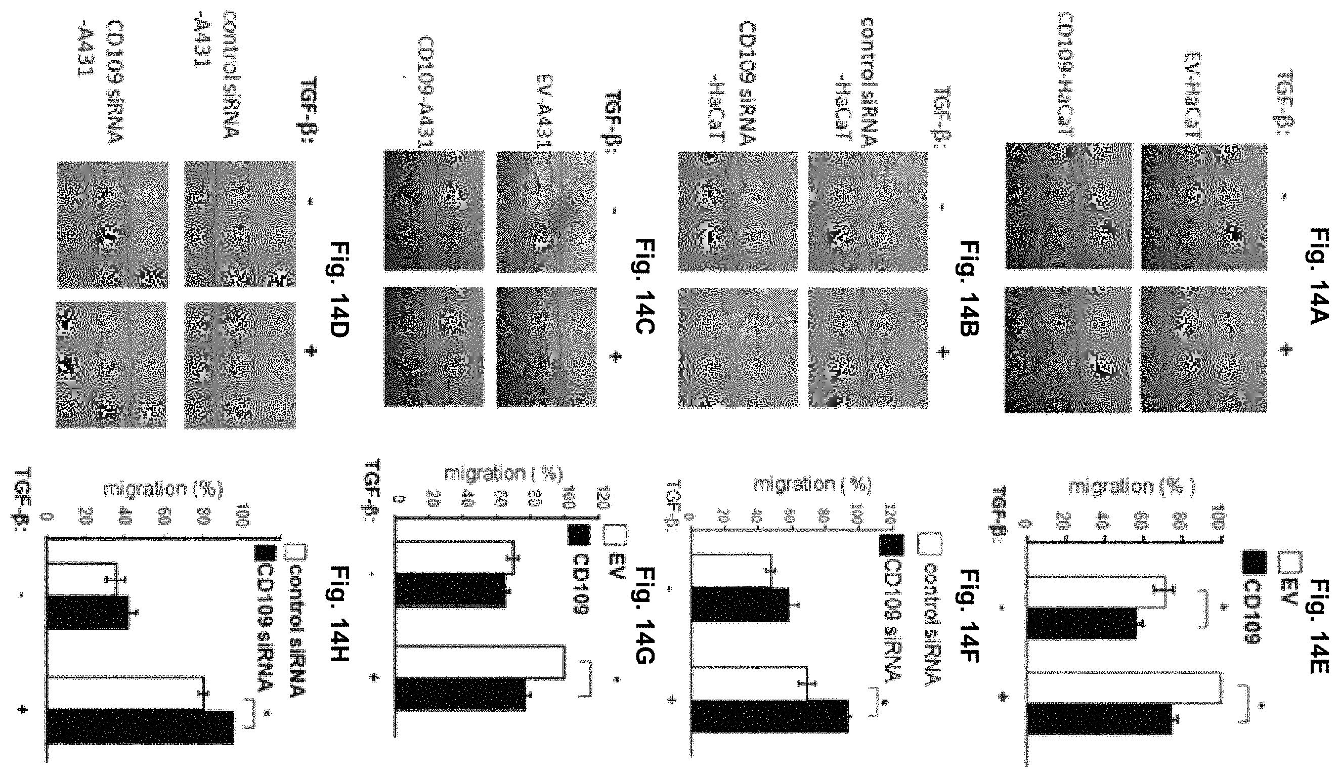 Patent US11787850 Figure 16 – Peptidic TGF-beta antagonists