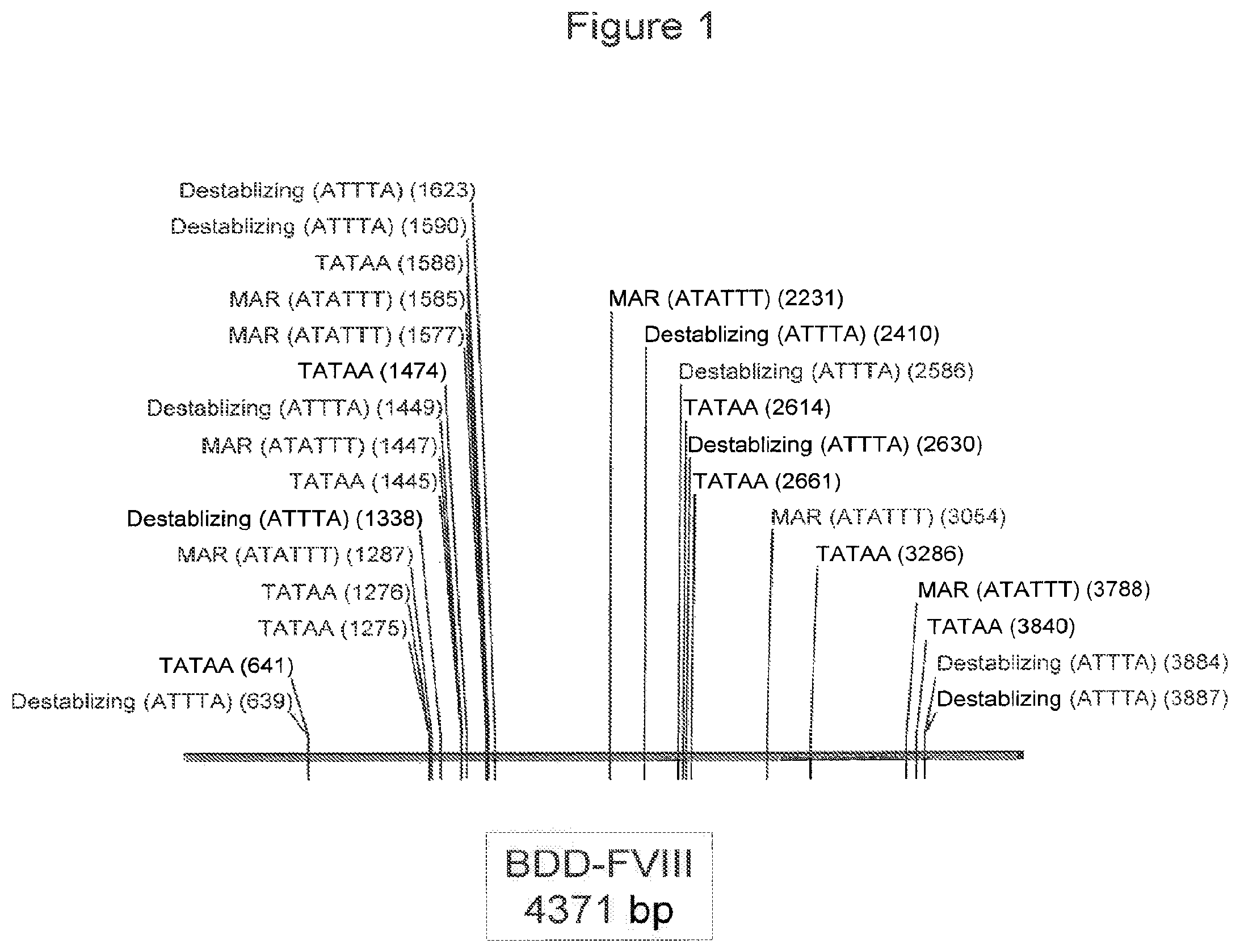 Patent US11787851 Figure 1 – Optimized factor VIII gene