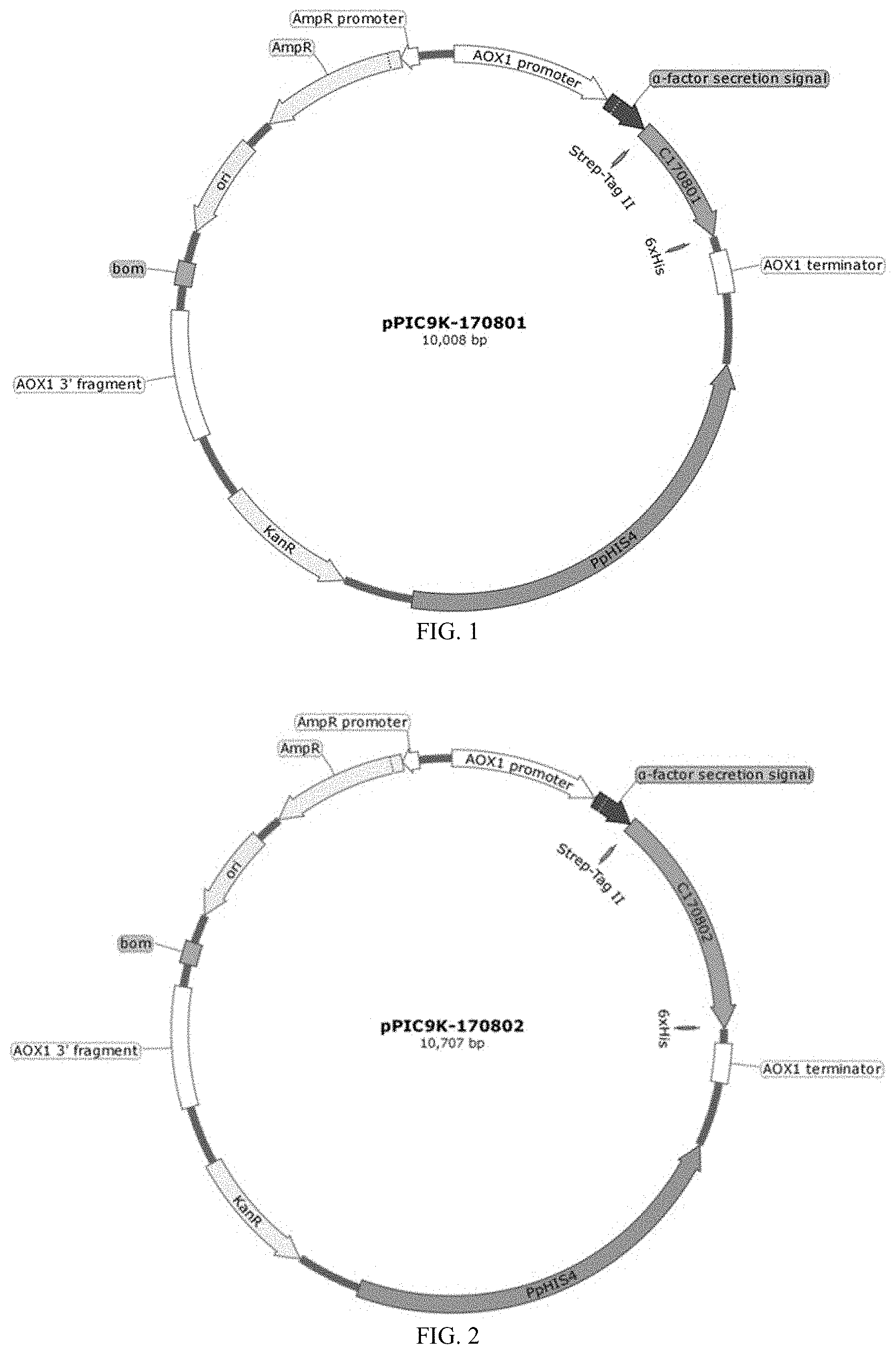 Patent US11787852 Figure 1 – Recombinant human type XVII collagen, and preparation method and use thereof