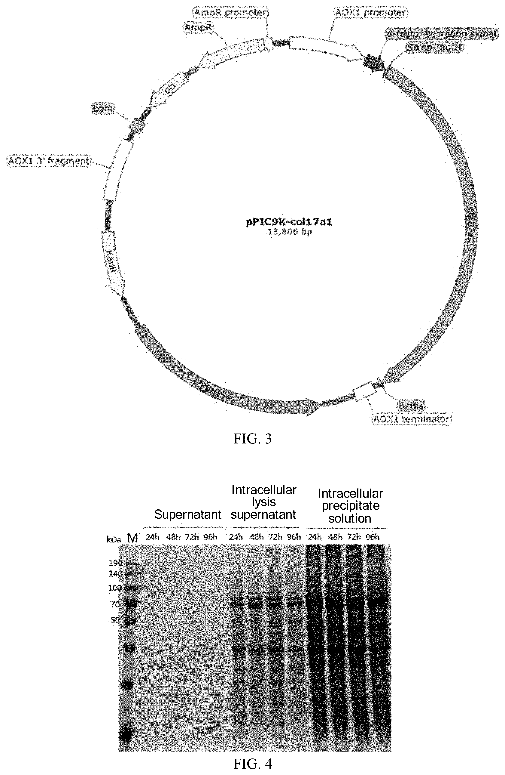 Patent US11787852 Figure 2 – Recombinant human type XVII collagen, and preparation method and use thereof