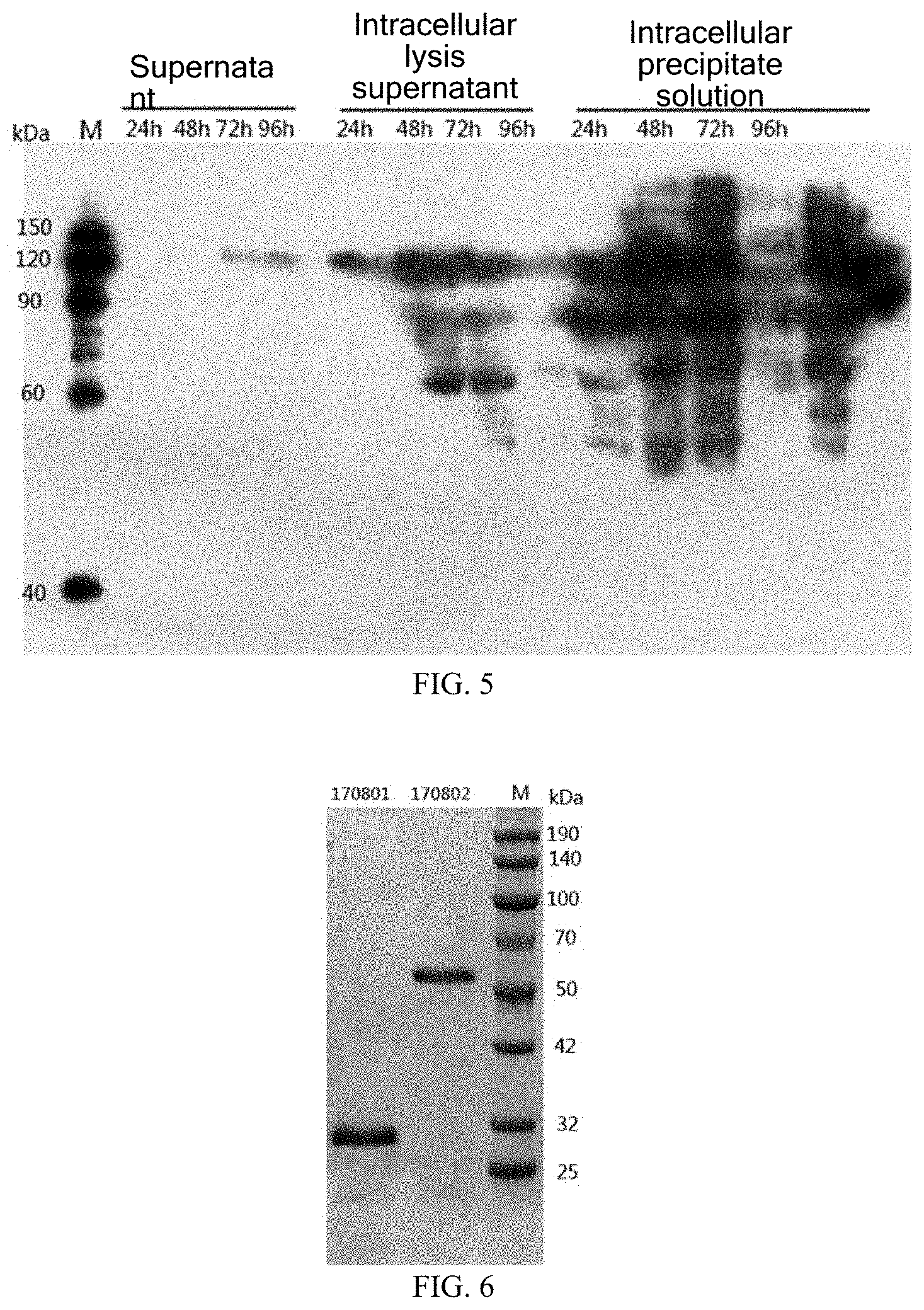 Patent US11787852 Figure 3 – Recombinant human type XVII collagen, and preparation method and use thereof