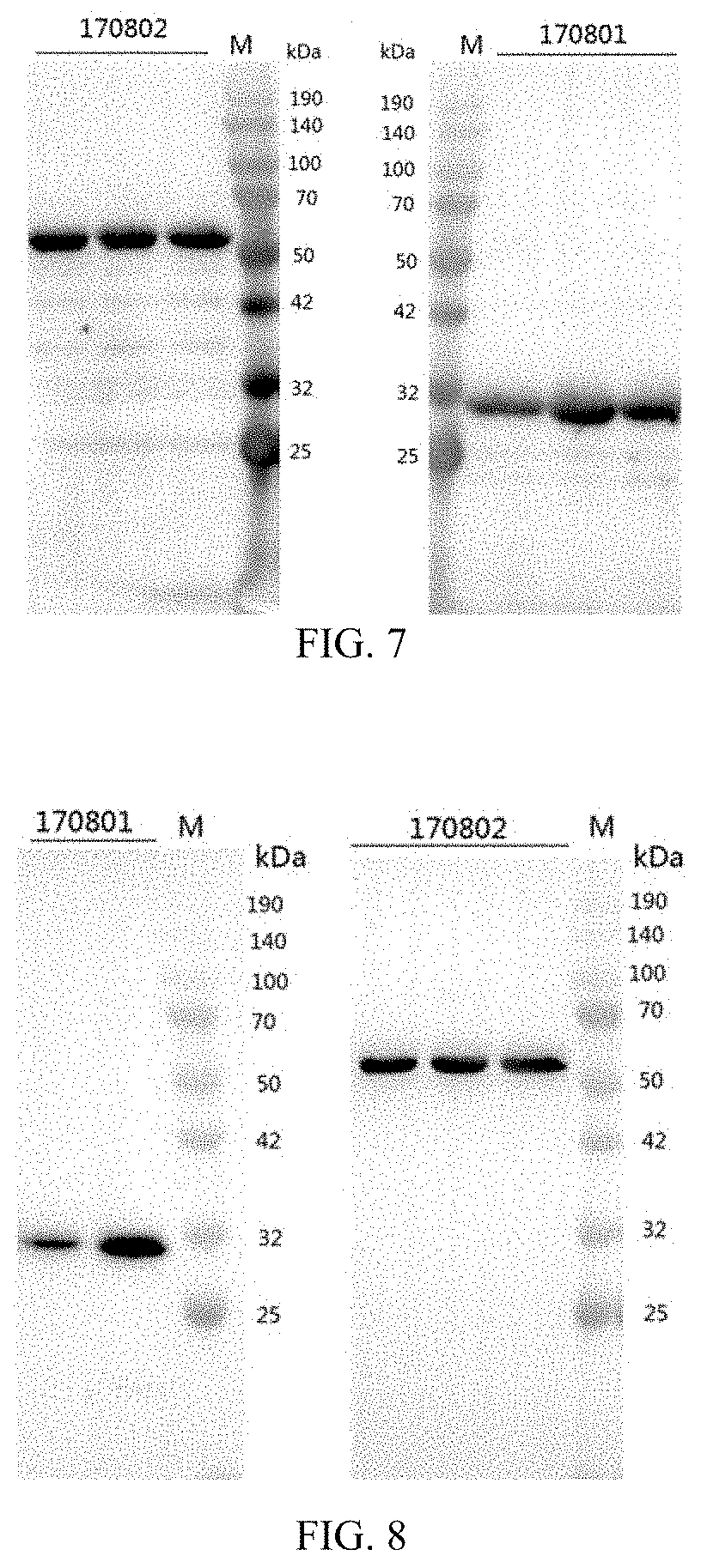 Patent US11787852 Figure 4 – Recombinant human type XVII collagen, and preparation method and use thereof
