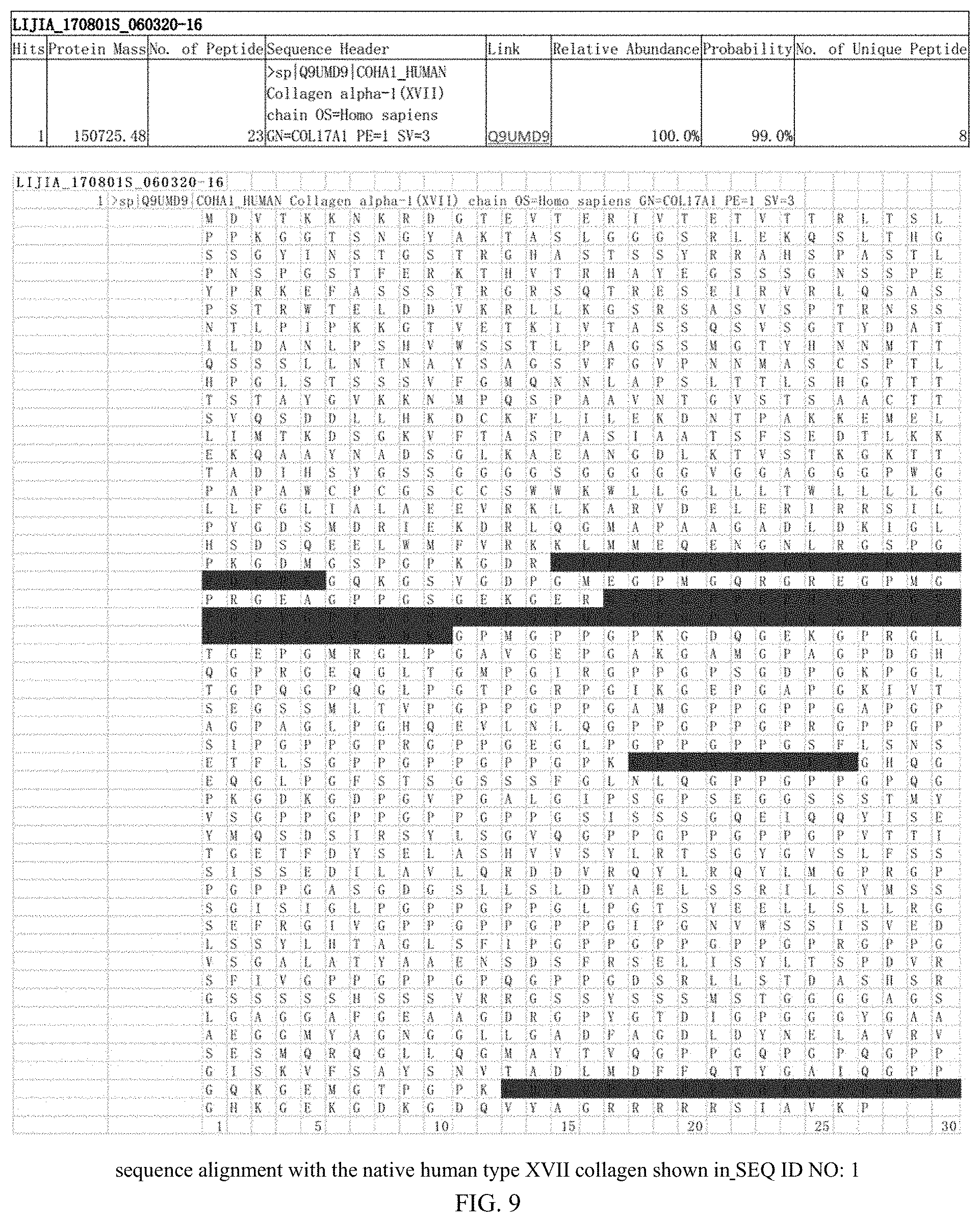 Patent US11787852 Figure 5 – Recombinant human type XVII collagen, and preparation method and use thereof