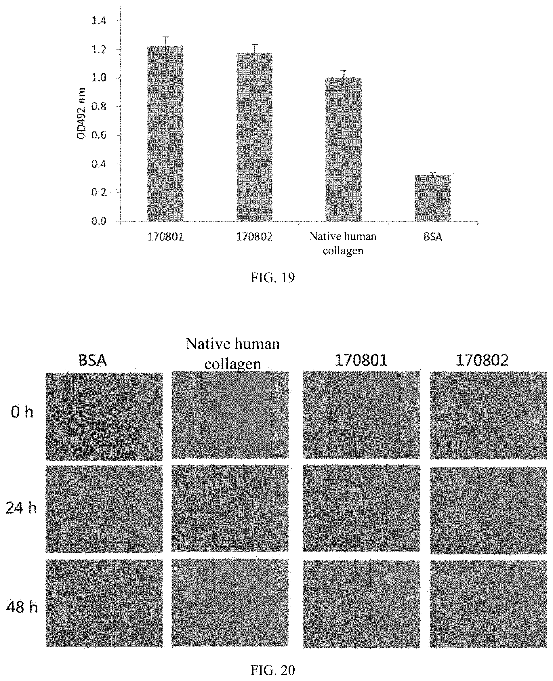 Patent US11787852 Figure 10 – Recombinant human type XVII collagen, and preparation method and use thereof
