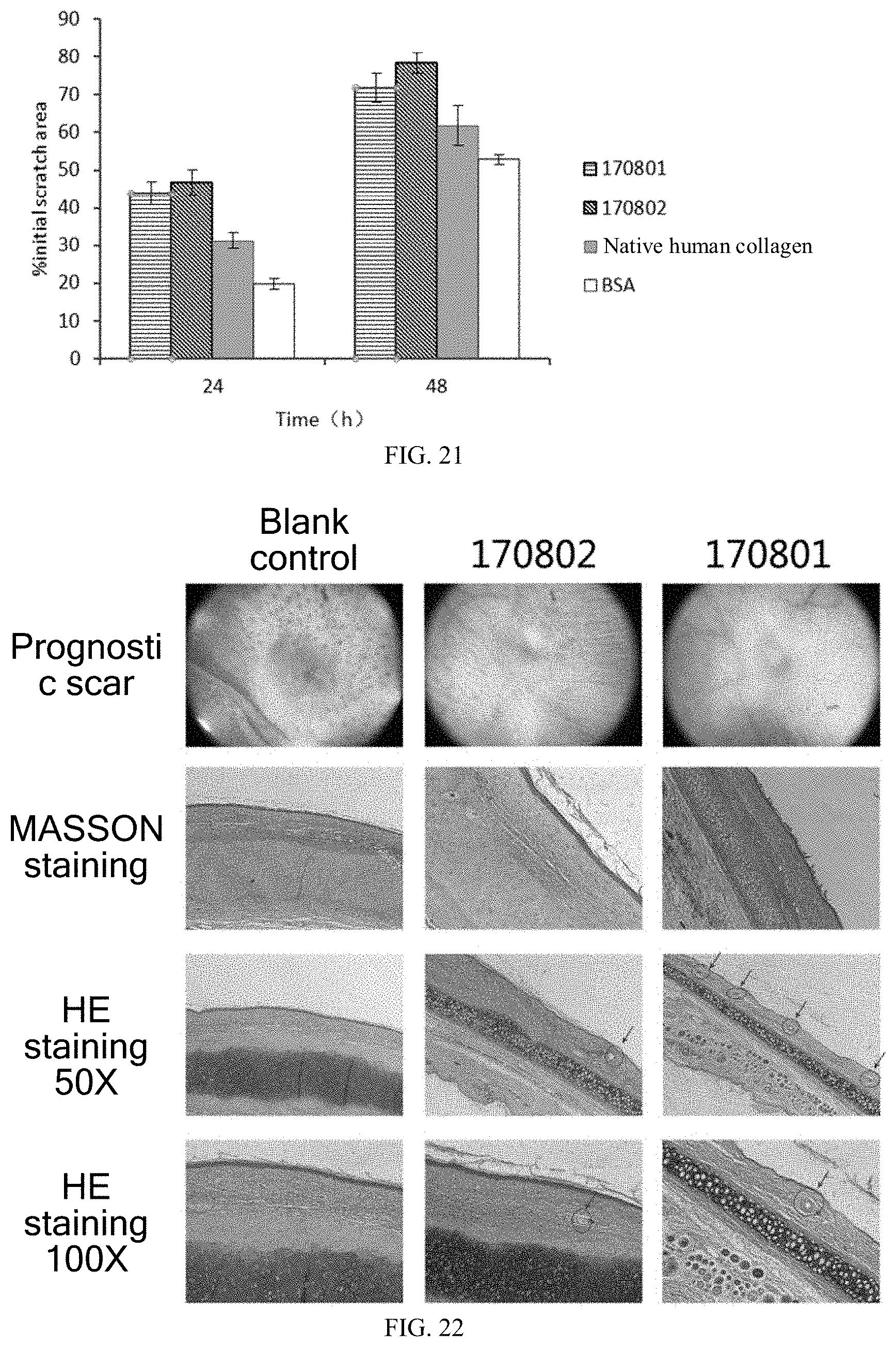 Patent US11787852 Figure 11 – Recombinant human type XVII collagen, and preparation method and use thereof