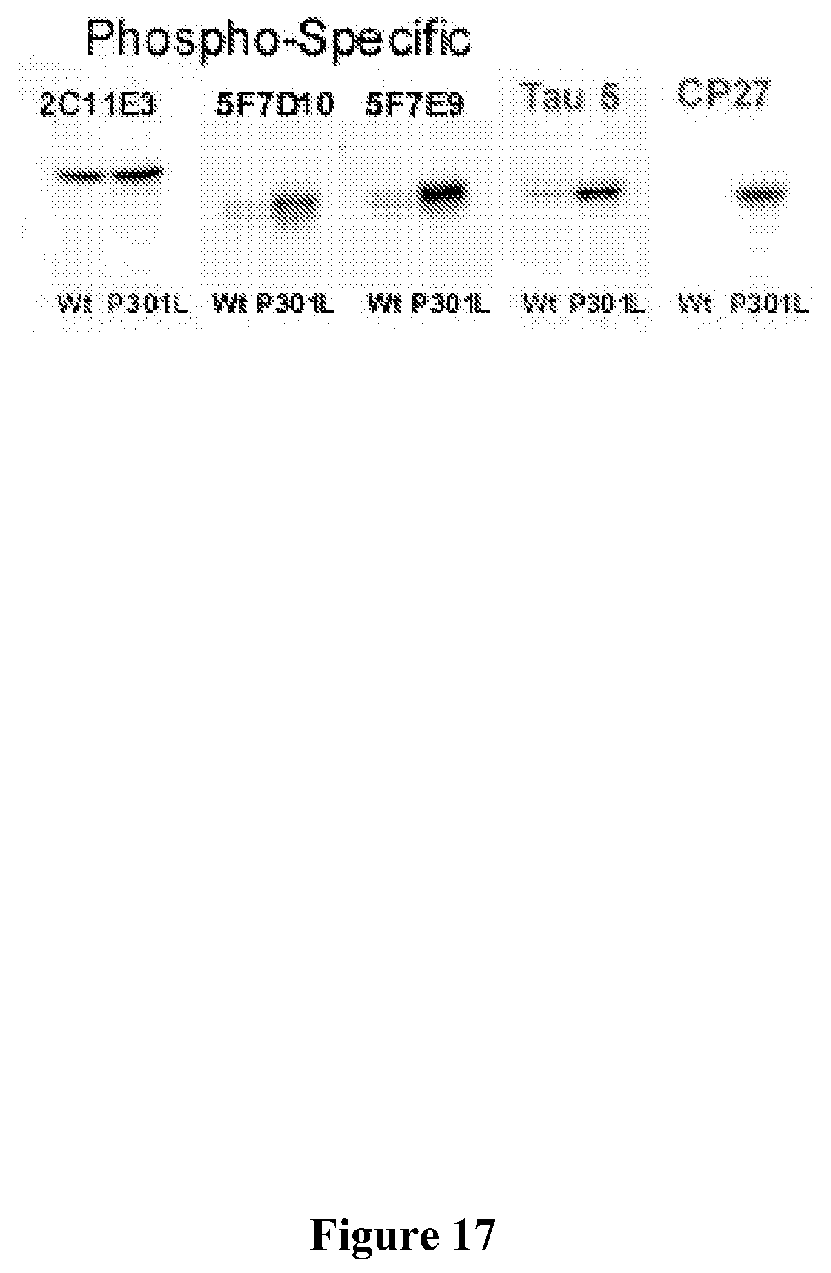 Patent US11787854 Figure 17 – Immunological targeting of pathological tau proteins