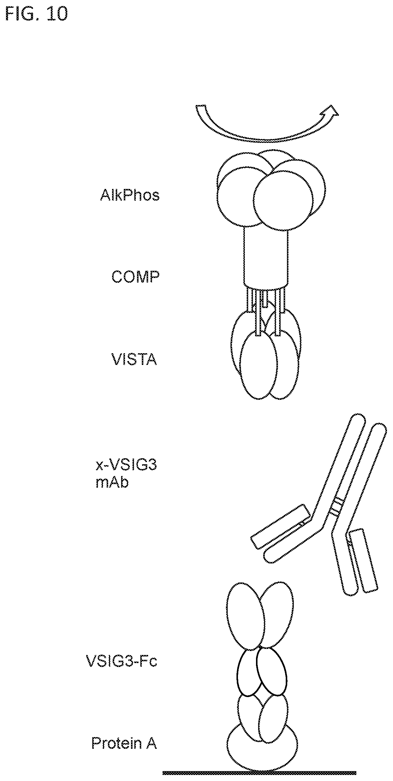 Patent US11787857 Figure 13 – Compounds that modulate the interaction of VISTA and VSIG3 and methods of making and using