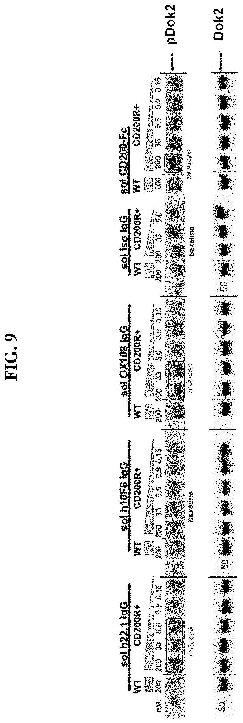Patent US11787861 Figure 13 – Anti-CD200R1 antibodies and methods of use thereof