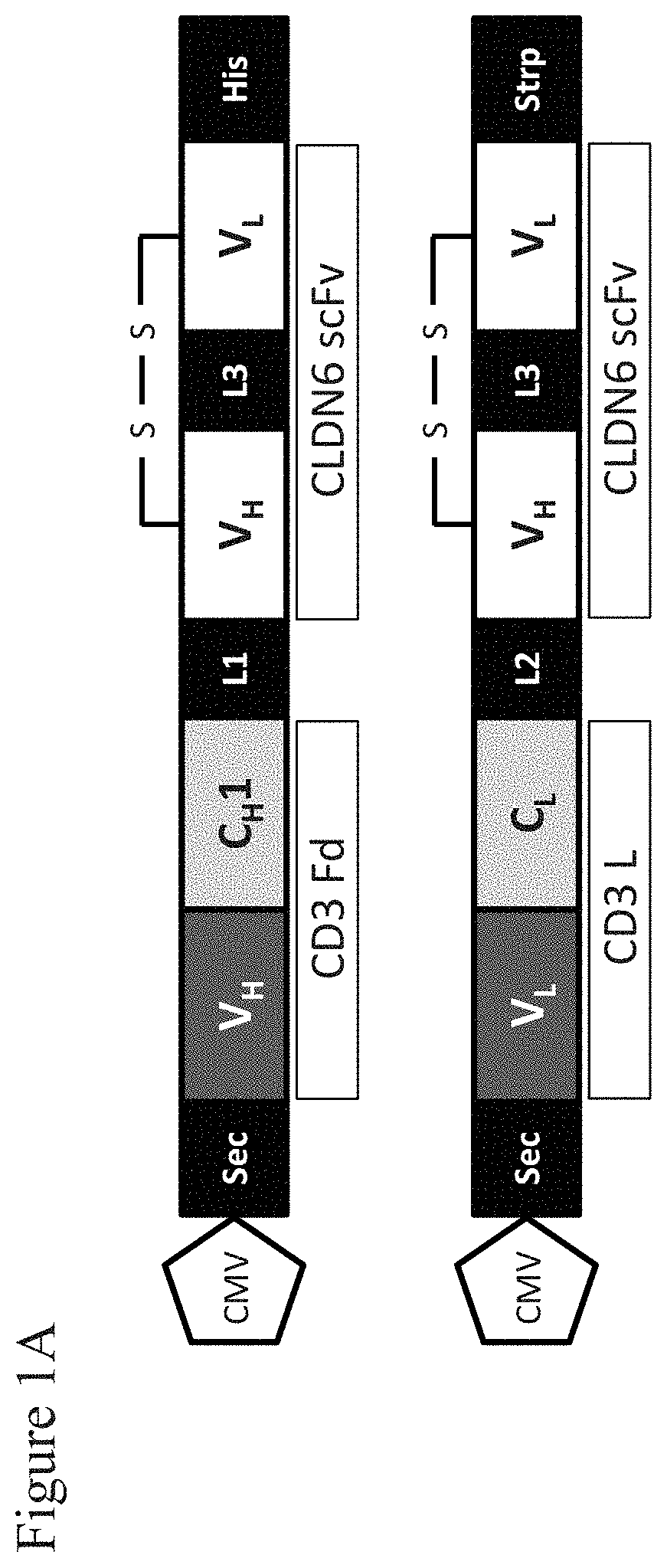 Patent US11787862 Figure 1 – Bispecific trivalent antibodies binding to Claudin6 or Claudin18.2 and CD3 for treatment of Claudin expressing cancer diseases