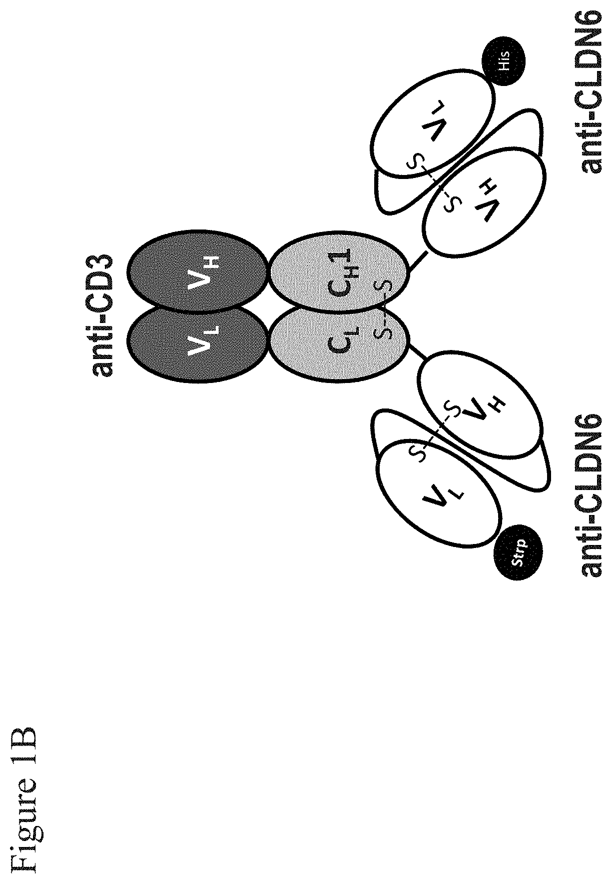 Patent US11787862 Figure 2 – Bispecific trivalent antibodies binding to Claudin6 or Claudin18.2 and CD3 for treatment of Claudin expressing cancer diseases