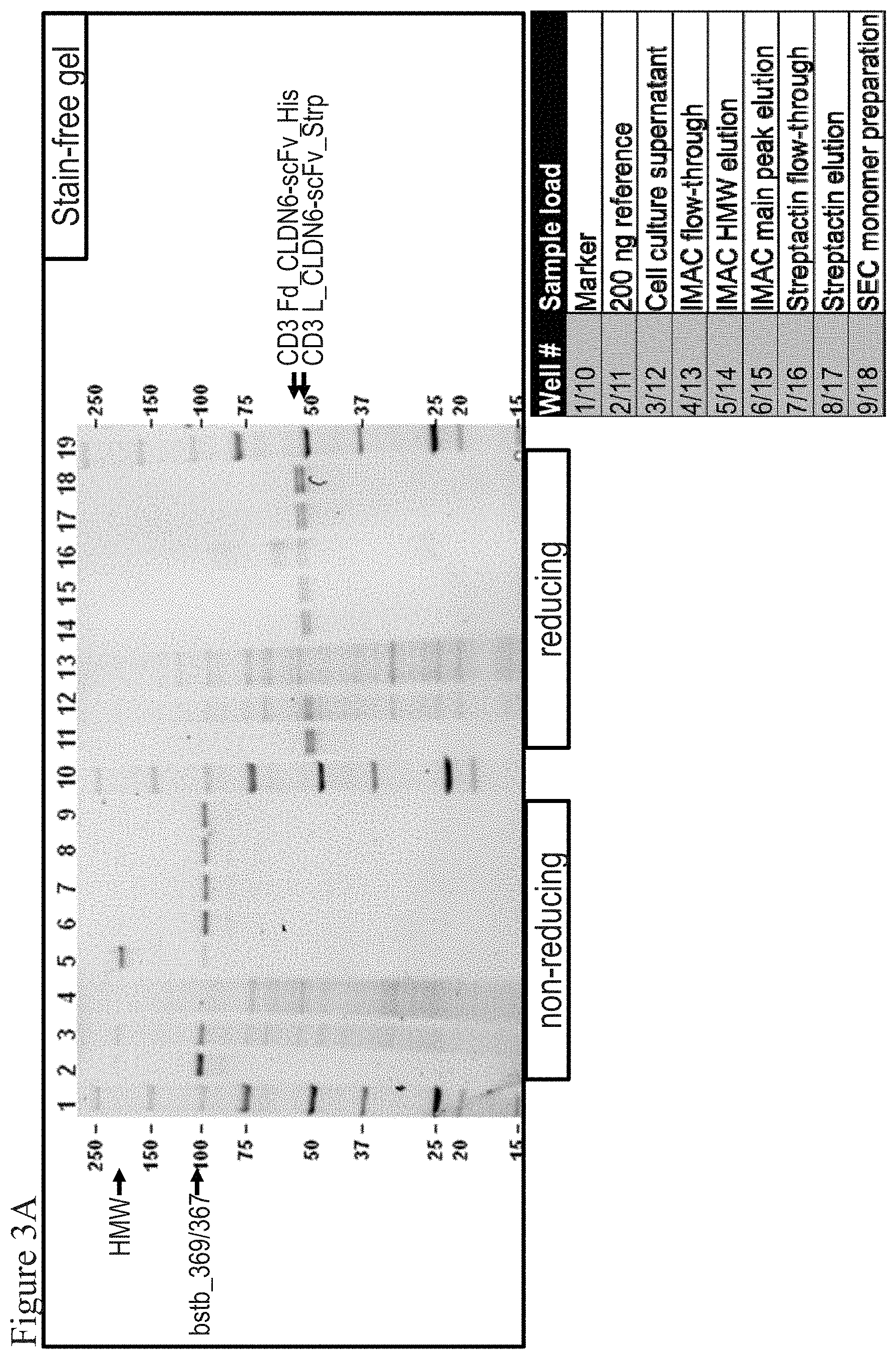 Patent US11787862 Figure 7 – Bispecific trivalent antibodies binding to Claudin6 or Claudin18.2 and CD3 for treatment of Claudin expressing cancer diseases
