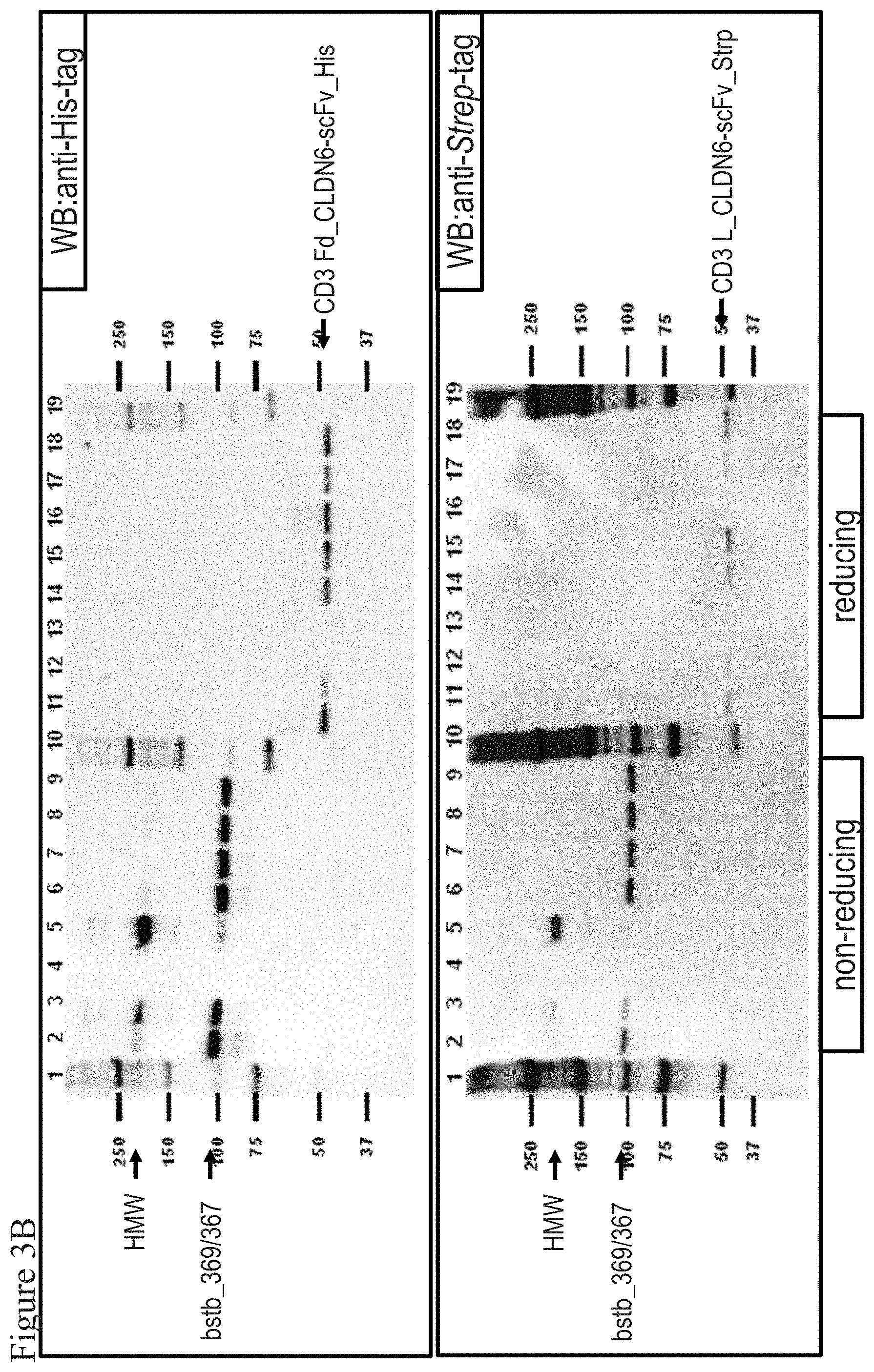 Patent US11787862 Figure 8 – Bispecific trivalent antibodies binding to Claudin6 or Claudin18.2 and CD3 for treatment of Claudin expressing cancer diseases