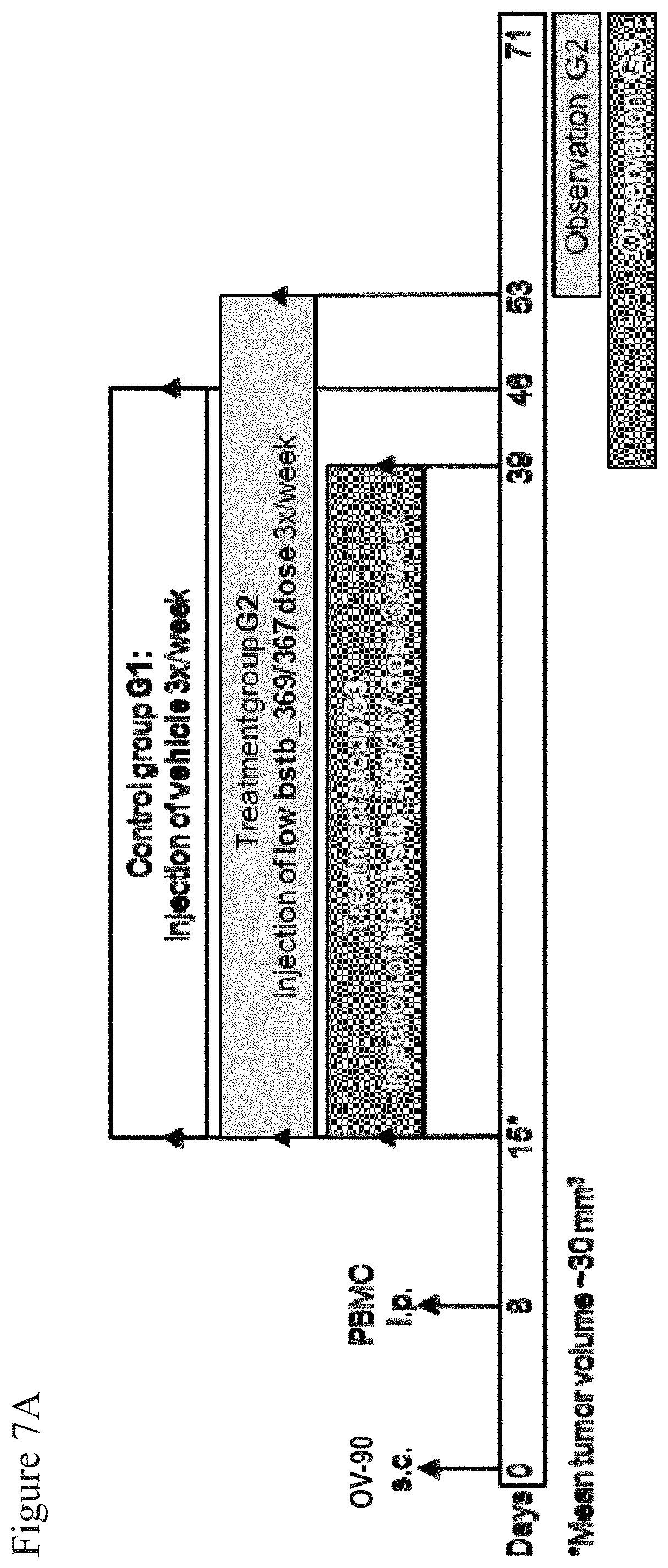 Patent US11787862 Figure 17 – Bispecific trivalent antibodies binding to Claudin6 or Claudin18.2 and CD3 for treatment of Claudin expressing cancer diseases