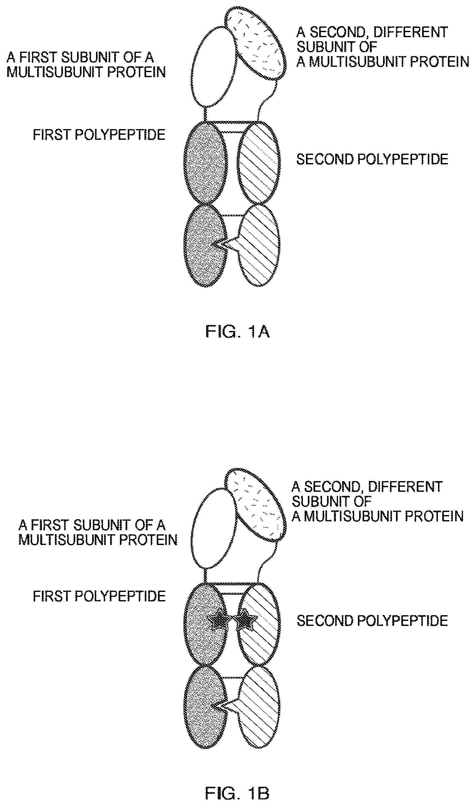 Patent US11787864 Figure 1 – Heterodimeric Fc-fused proteins