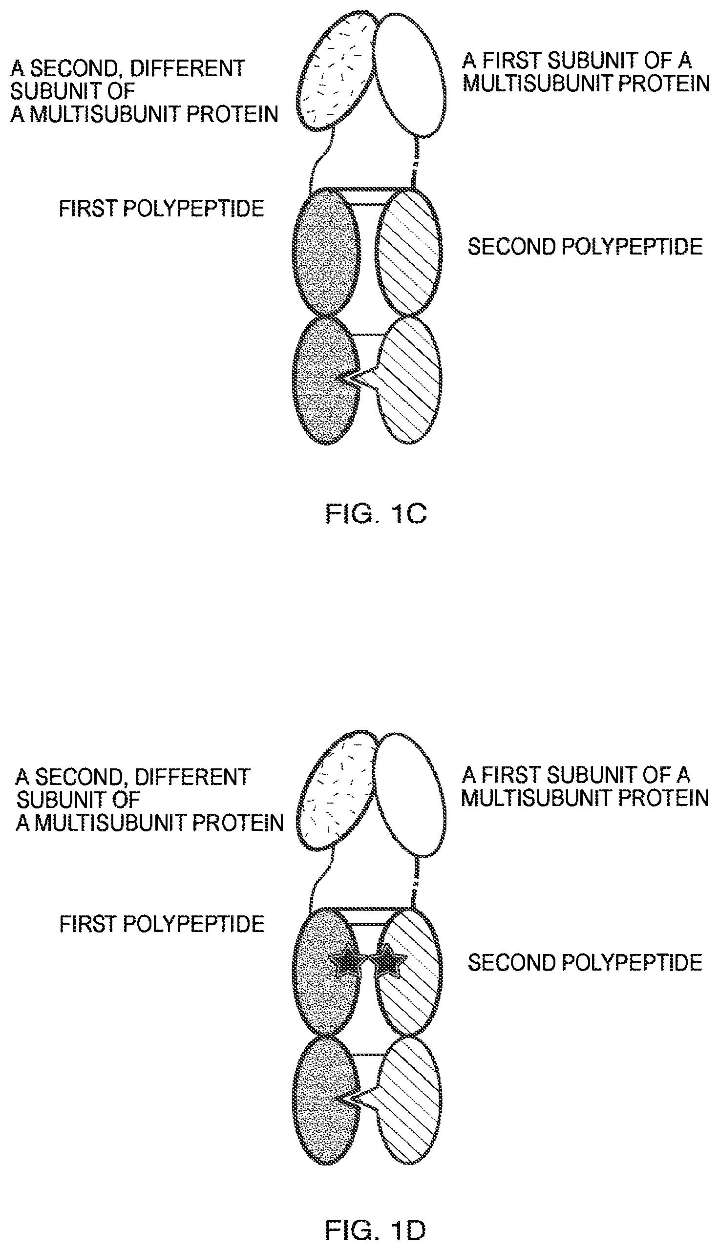 Patent US11787864 Figure 2 – Heterodimeric Fc-fused proteins