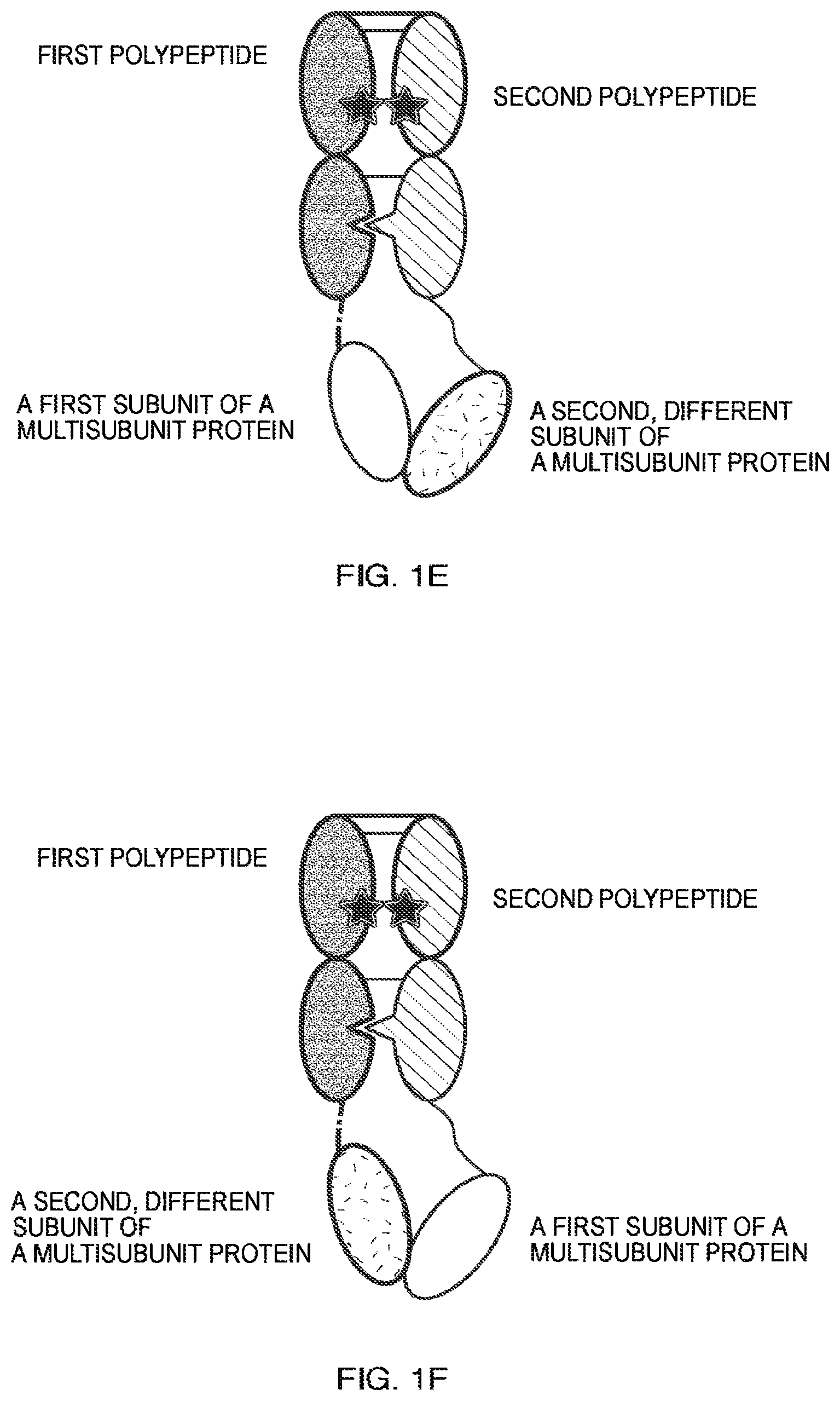 Patent US11787864 Figure 3 – Heterodimeric Fc-fused proteins