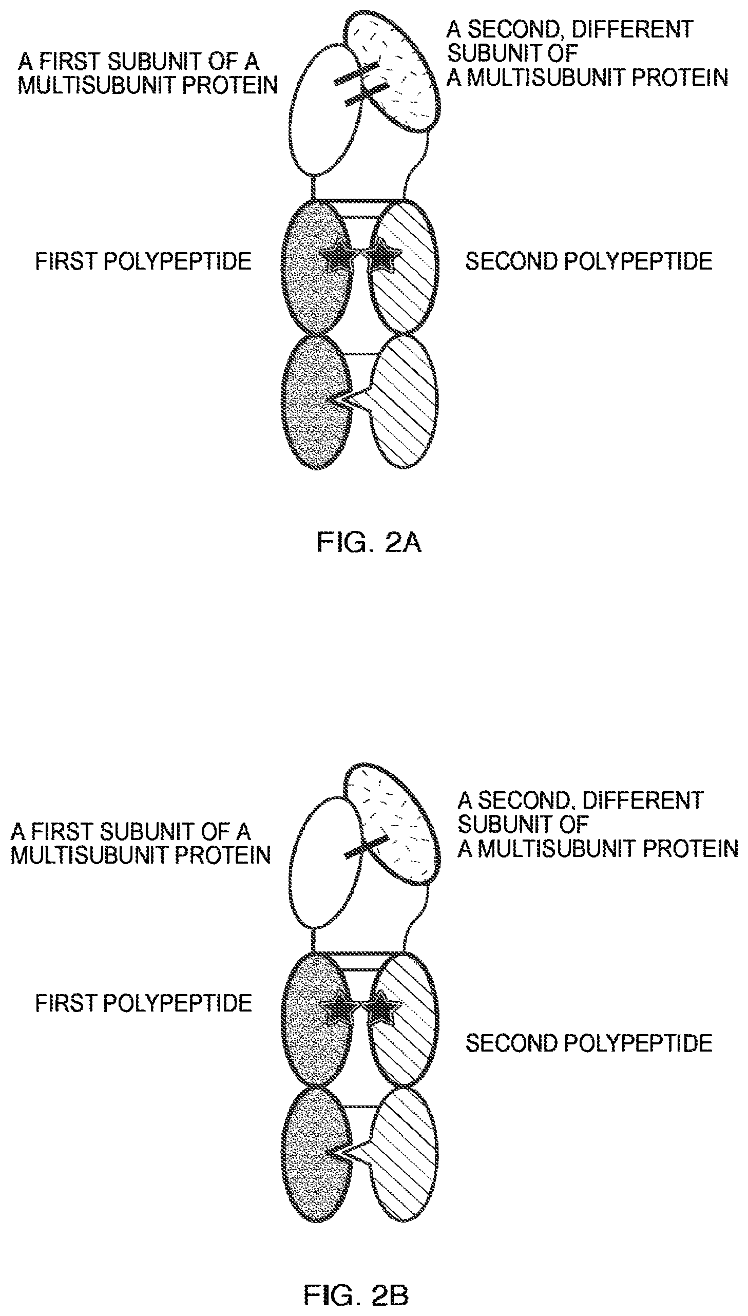 Patent US11787864 Figure 4 – Heterodimeric Fc-fused proteins