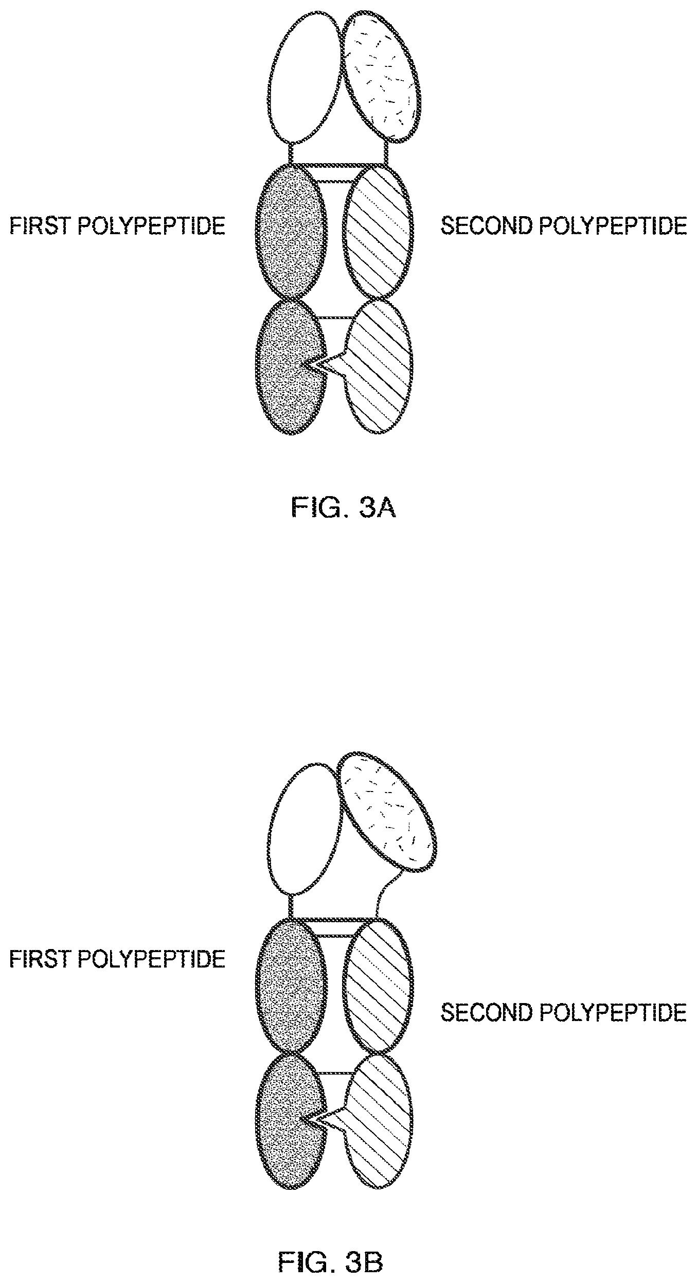 Patent US11787864 Figure 5 – Heterodimeric Fc-fused proteins