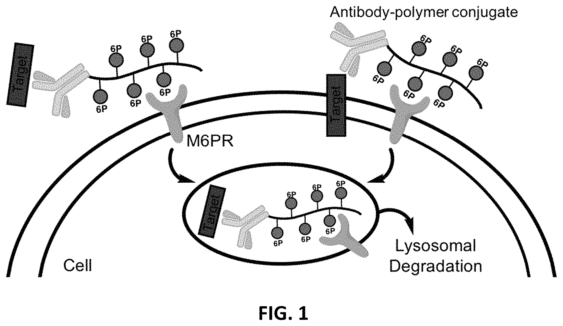 Patent US11787865 Figure 1 – Bifunctional molecules for lysosomal targeting and related compositions and methods