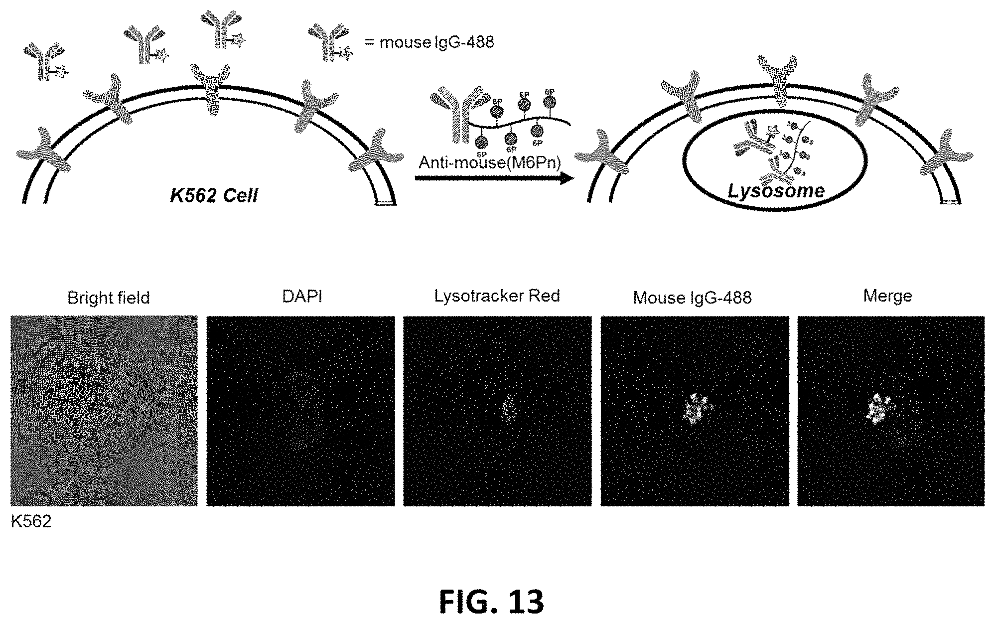 Patent US11787865 Figure 12 – Bifunctional molecules for lysosomal targeting and related compositions and methods