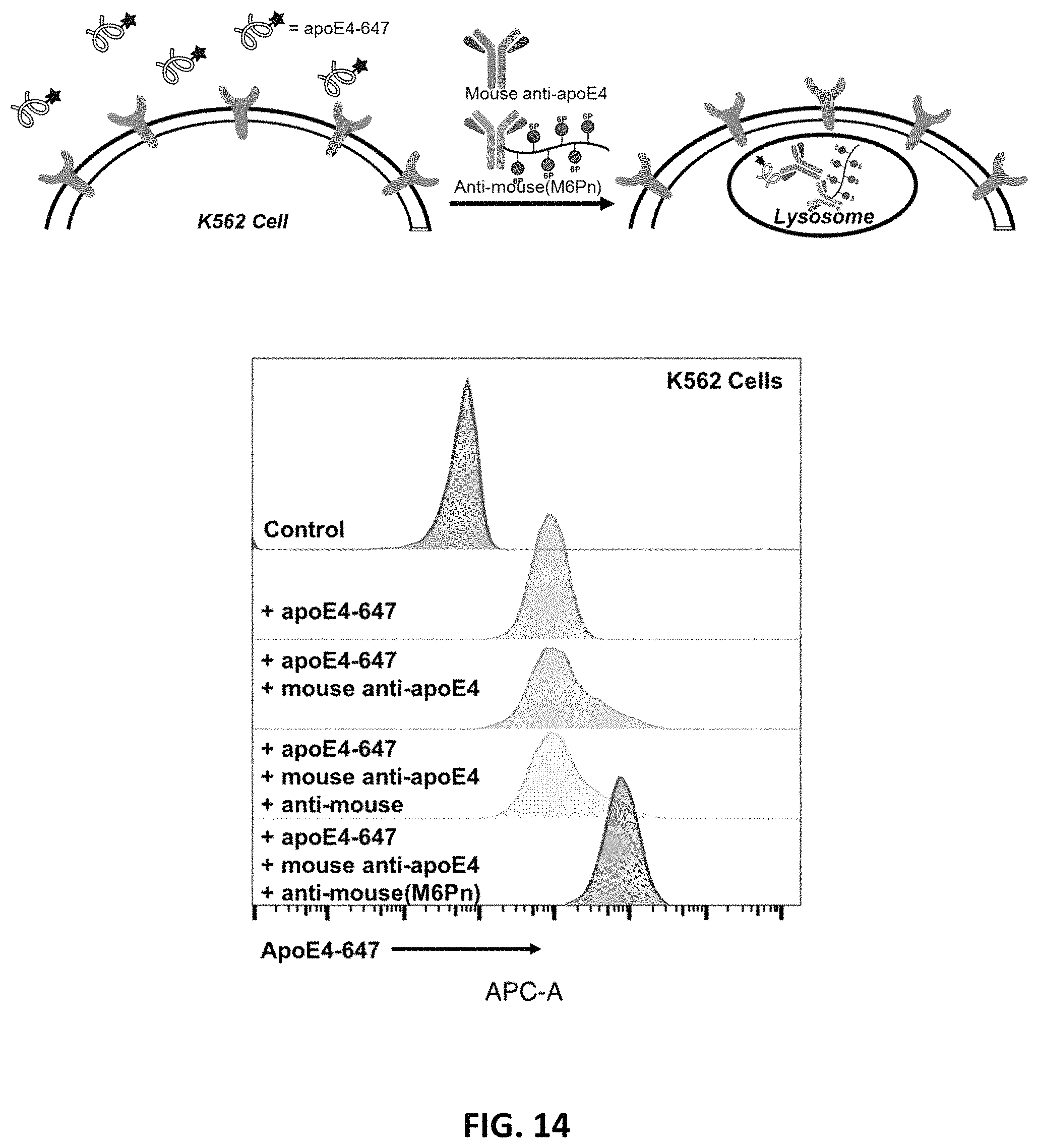 Patent US11787865 Figure 13 – Bifunctional molecules for lysosomal targeting and related compositions and methods