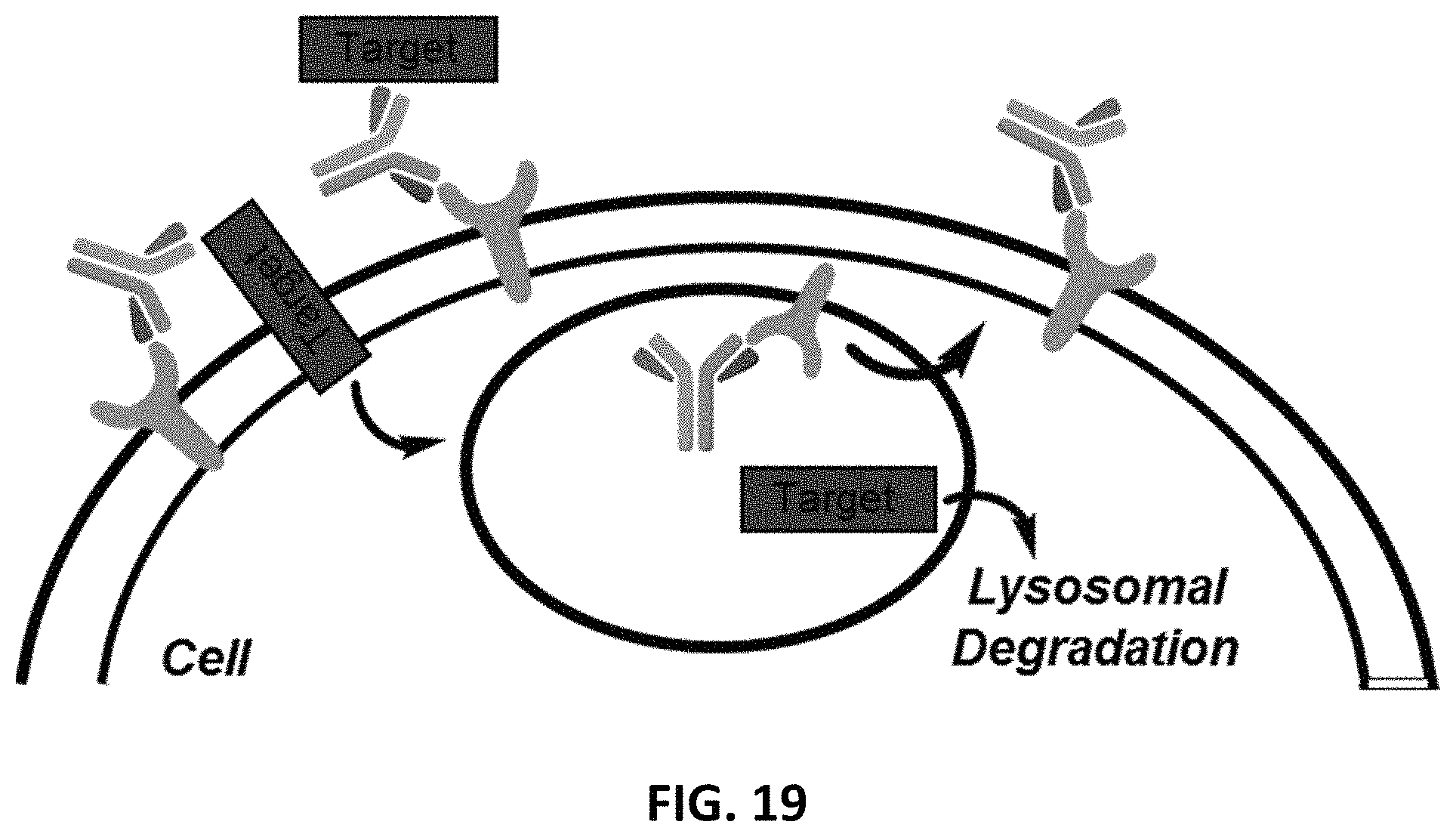 Patent US11787865 Figure 17 – Bifunctional molecules for lysosomal targeting and related compositions and methods