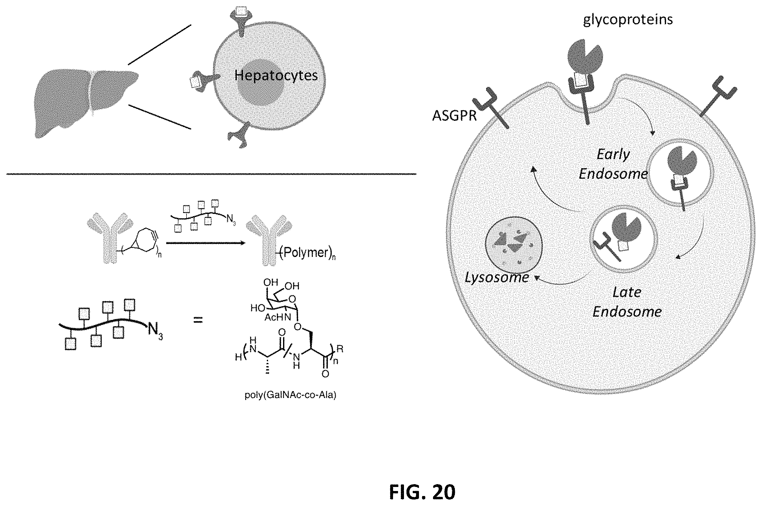 Patent US11787865 Figure 18 – Bifunctional molecules for lysosomal targeting and related compositions and methods