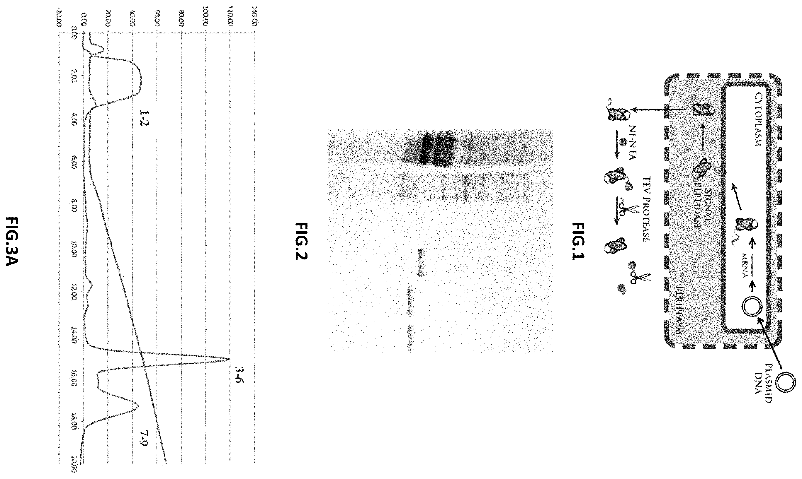 Patent US11787872 Figure 1 – Methods and compositions related to antibody fragments that bind to tumor-associated glycoprotein 72 (TAG-72)