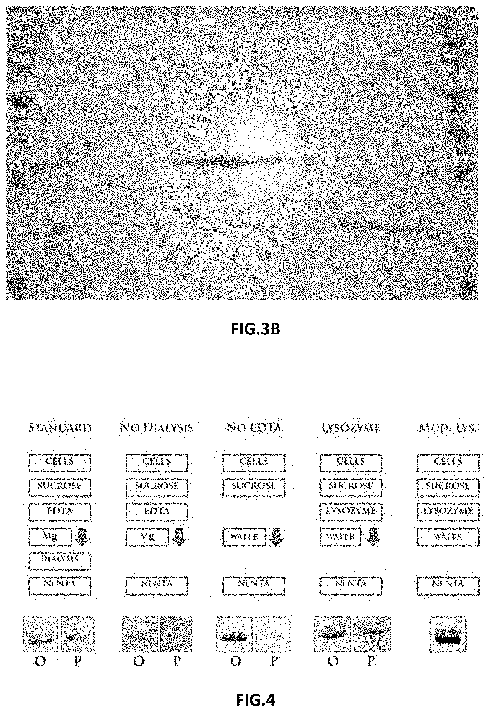 Patent US11787872 Figure 2 – Methods and compositions related to antibody fragments that bind to tumor-associated glycoprotein 72 (TAG-72)