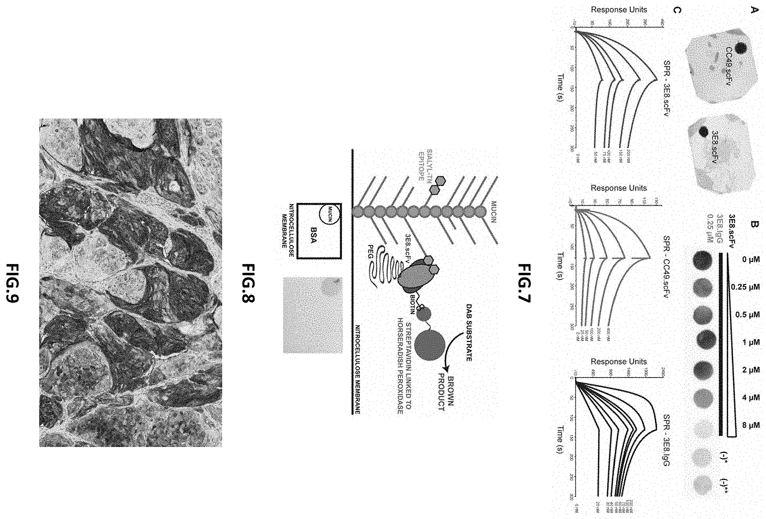 Patent US11787872 Figure 4 – Methods and compositions related to antibody fragments that bind to tumor-associated glycoprotein 72 (TAG-72)