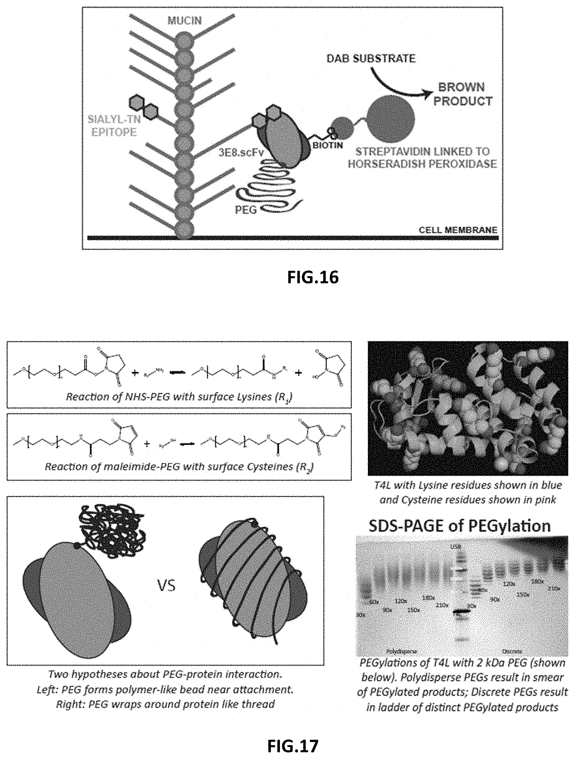 Patent US11787872 Figure 7 – Methods and compositions related to antibody fragments that bind to tumor-associated glycoprotein 72 (TAG-72)