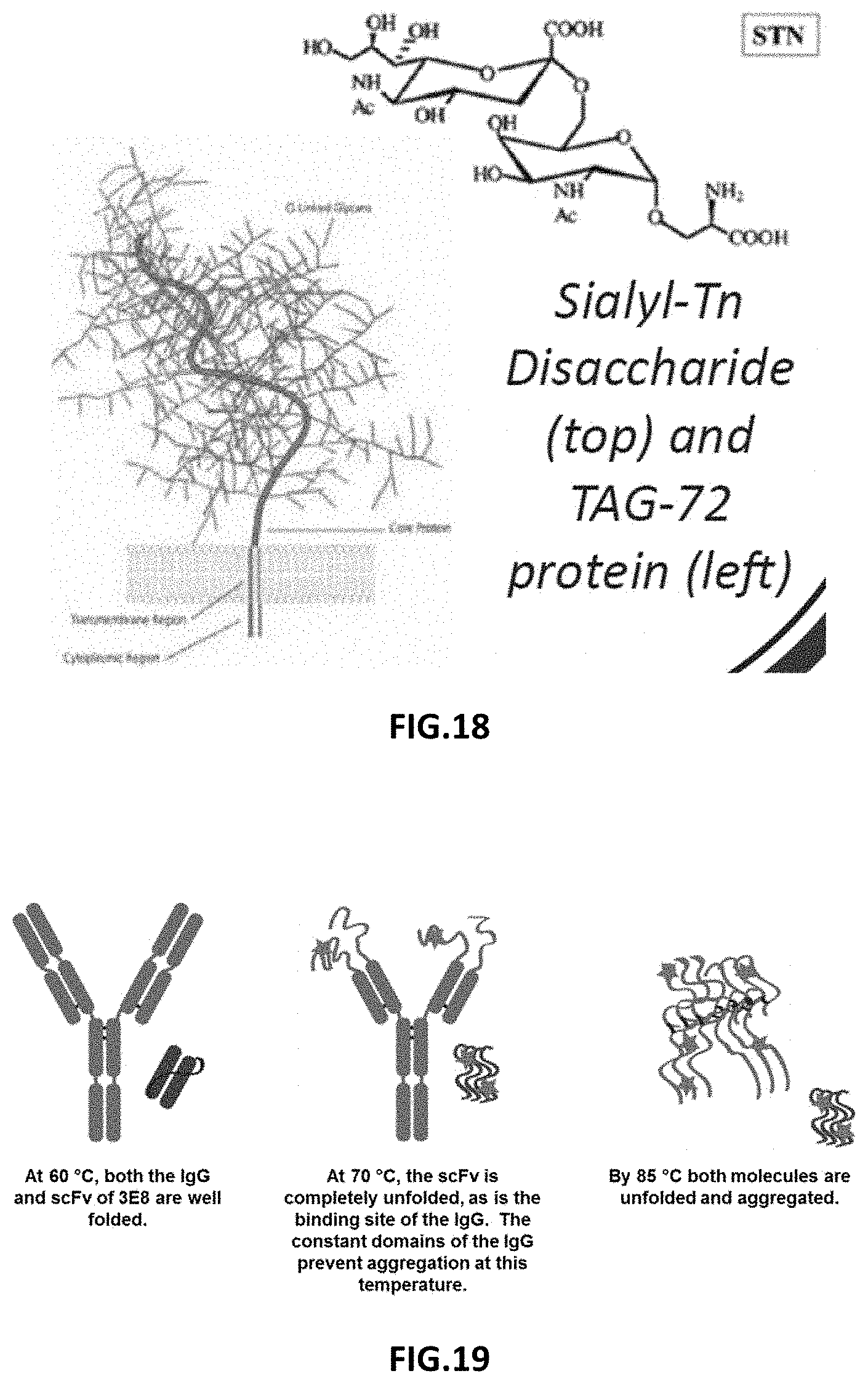 Patent US11787872 Figure 8 – Methods and compositions related to antibody fragments that bind to tumor-associated glycoprotein 72 (TAG-72)