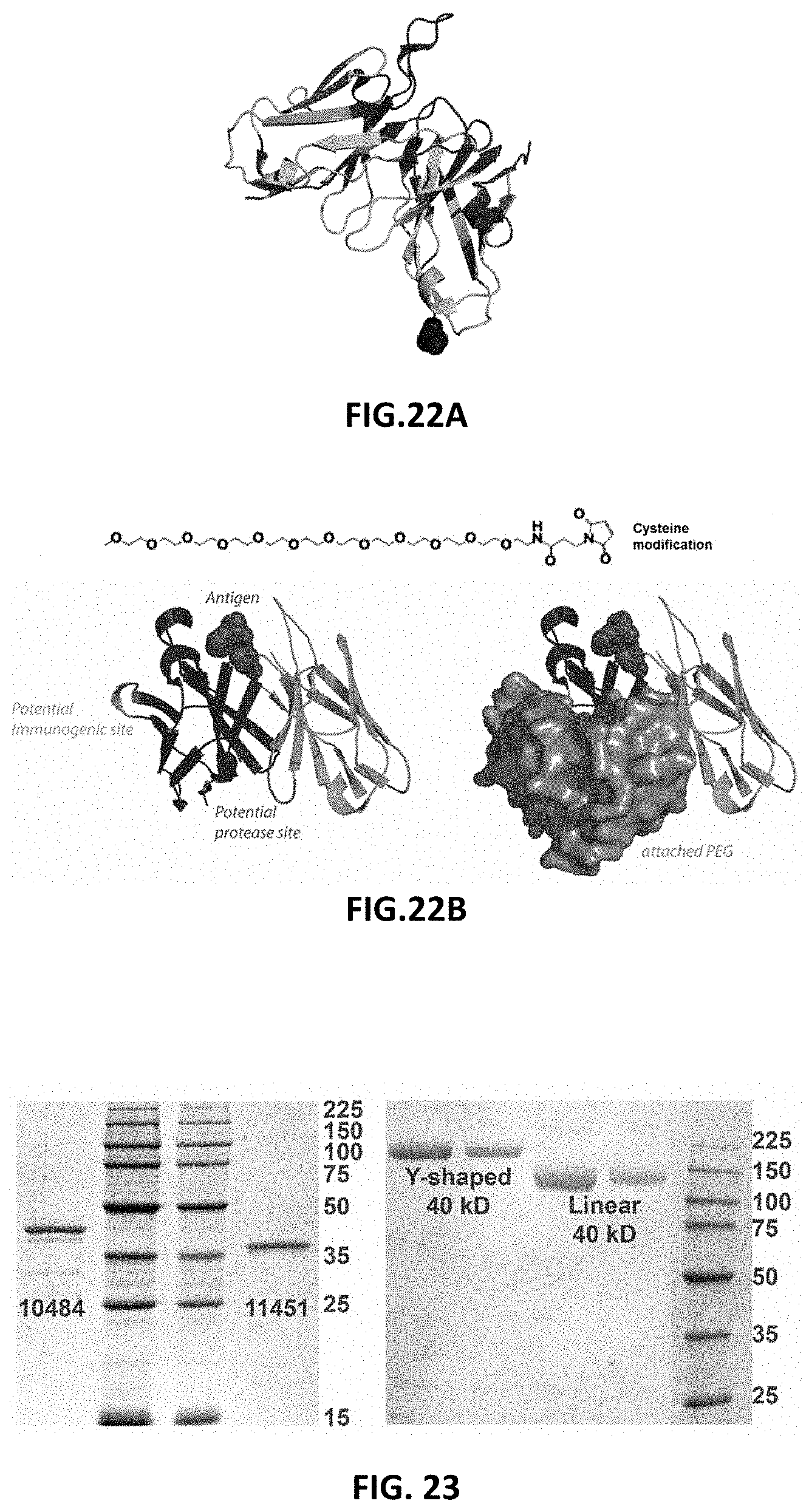 Patent US11787872 Figure 10 – Methods and compositions related to antibody fragments that bind to tumor-associated glycoprotein 72 (TAG-72)