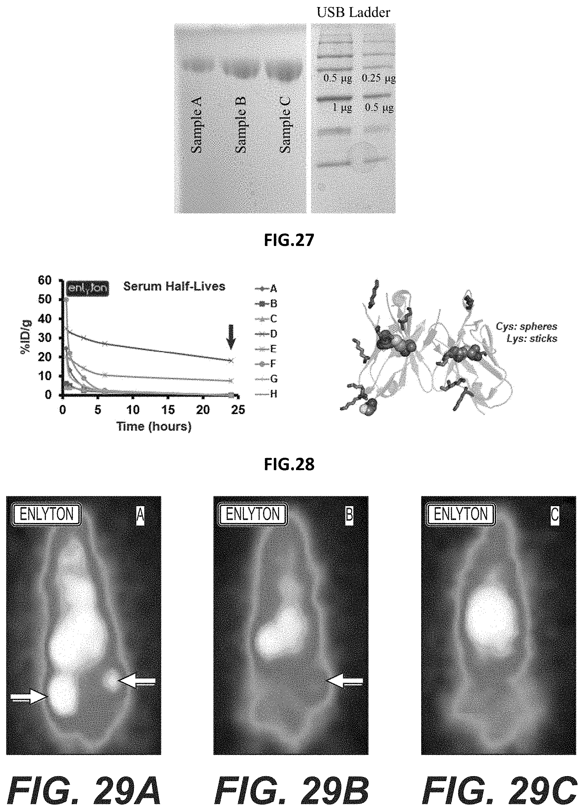 Patent US11787872 Figure 12 – Methods and compositions related to antibody fragments that bind to tumor-associated glycoprotein 72 (TAG-72)