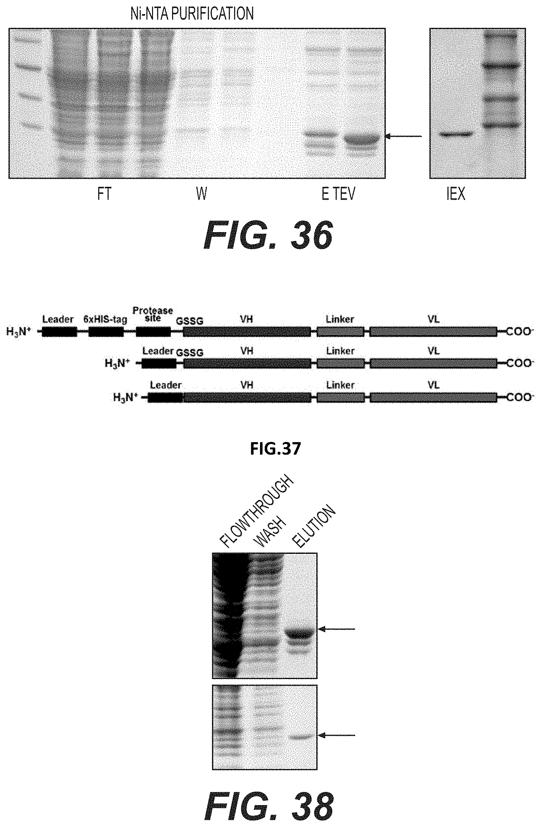 Patent US11787872 Figure 16 – Methods and compositions related to antibody fragments that bind to tumor-associated glycoprotein 72 (TAG-72)