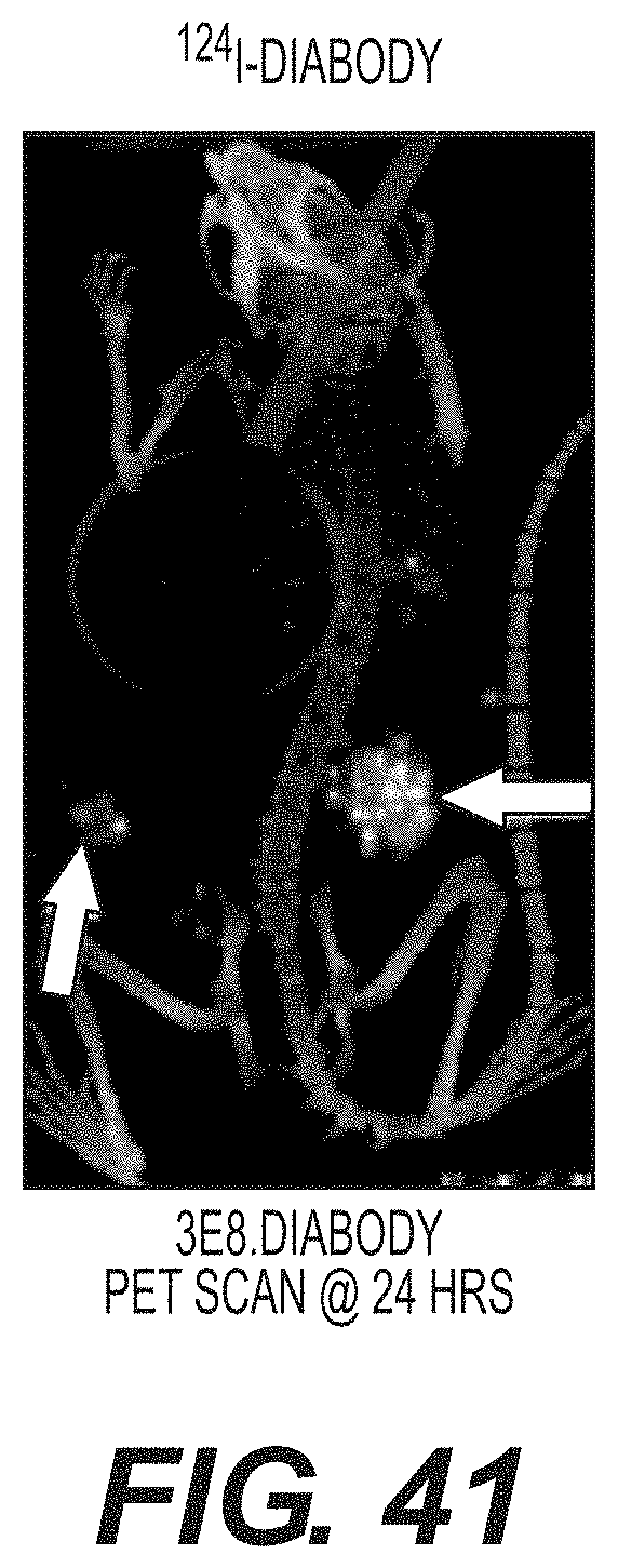 Patent US11787872 Figure 18 – Methods and compositions related to antibody fragments that bind to tumor-associated glycoprotein 72 (TAG-72)