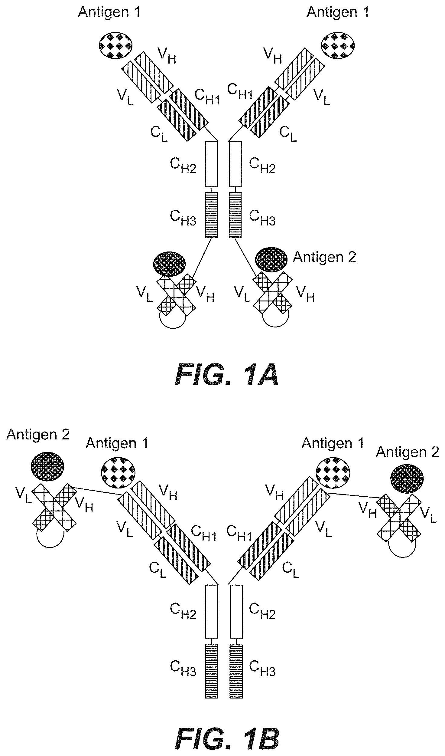 Patent US11787873 Figure 1 – Bispecific HER2 antibodies and methods of use