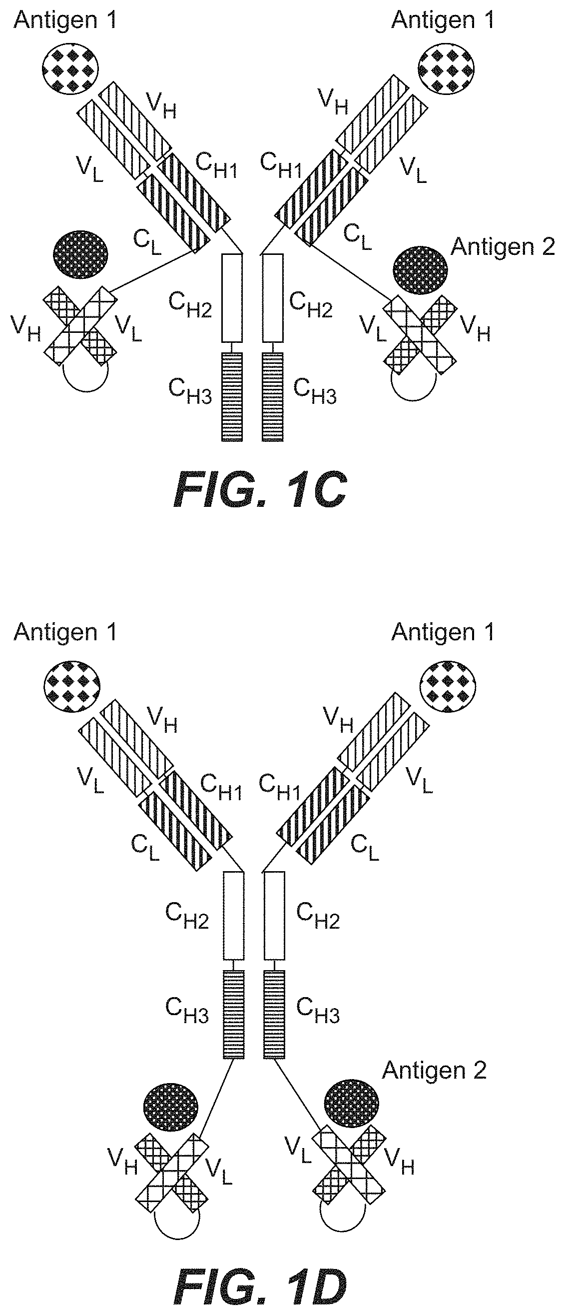 Patent US11787873 Figure 2 – Bispecific HER2 antibodies and methods of use