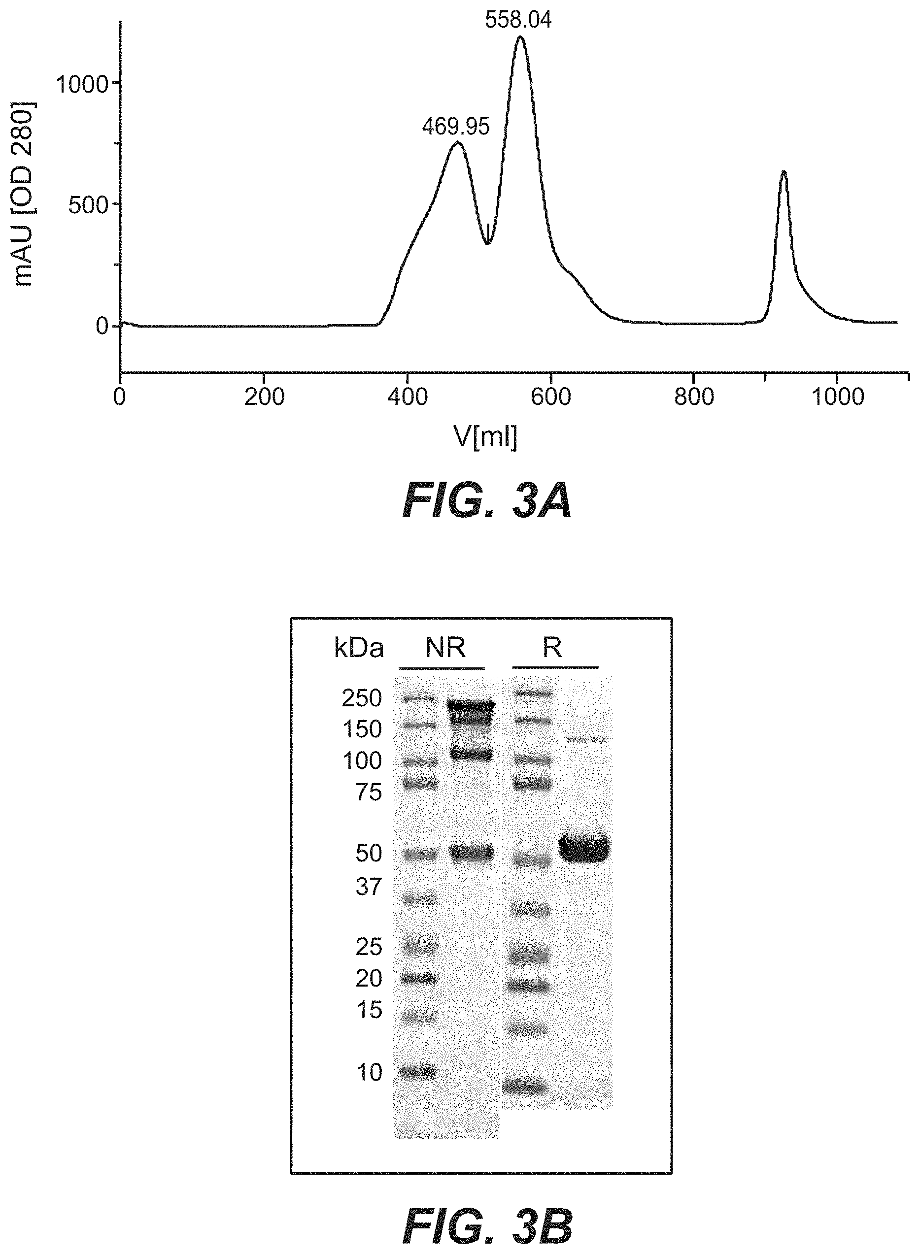 Patent US11787873 Figure 4 – Bispecific HER2 antibodies and methods of use